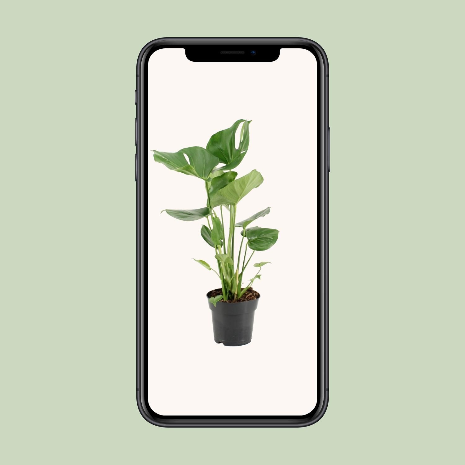 Monstera Deliciosa Zimmerpflanze