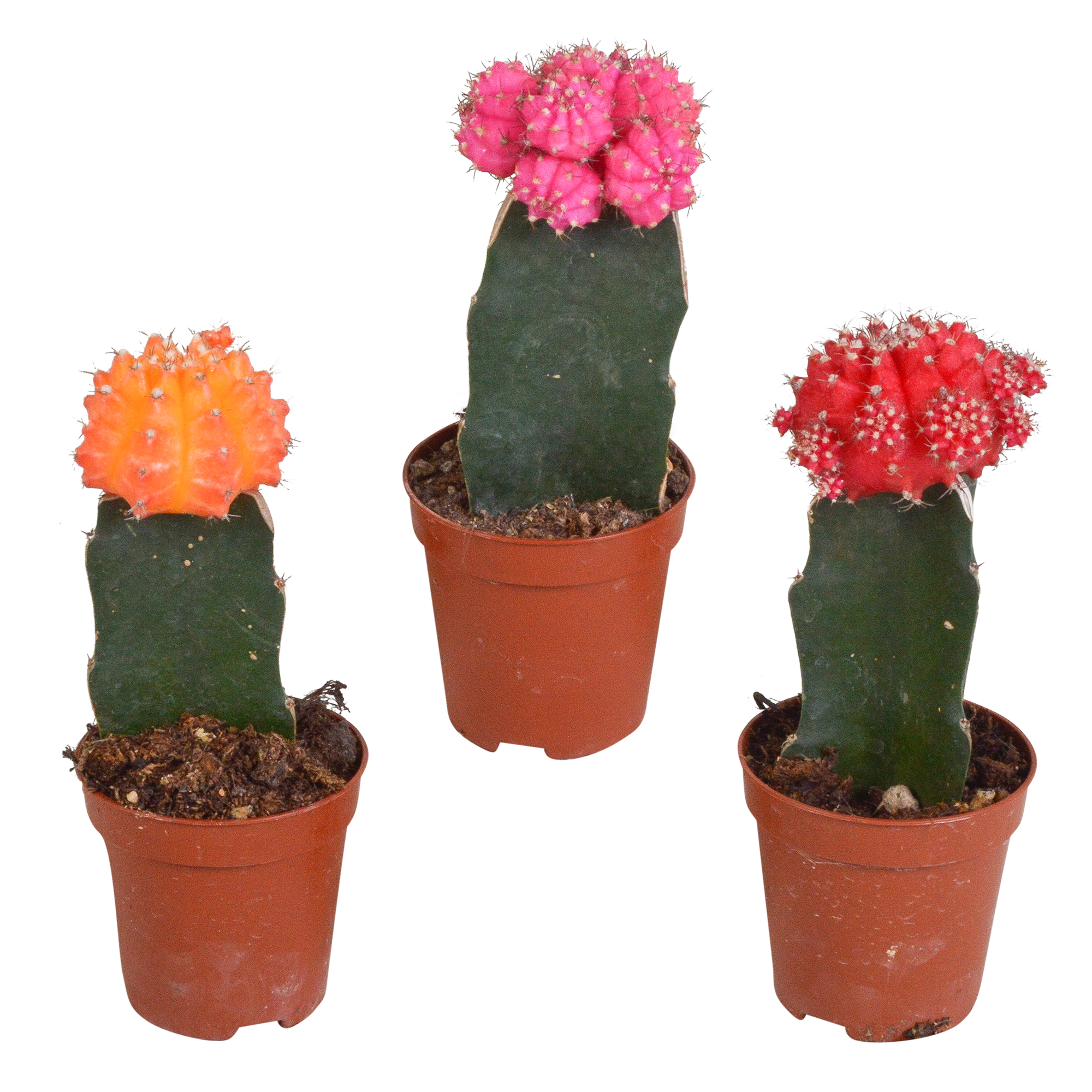 Bunte Gymnocalycium Farbmix Sukkulenten