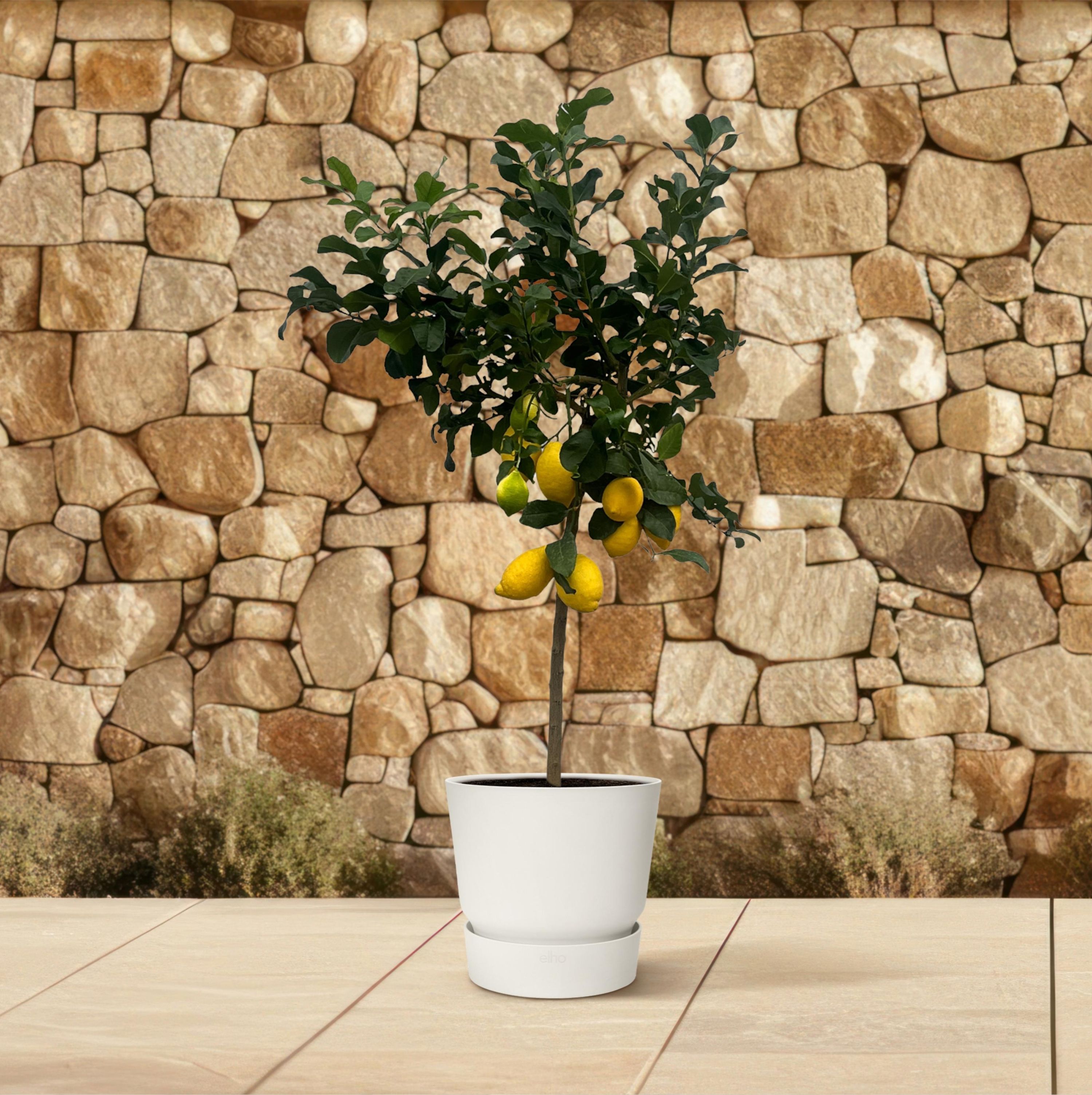 Zitrusbaum Calamondin