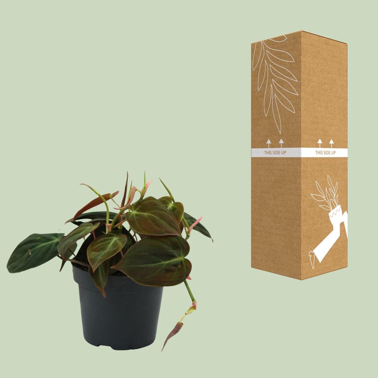 Philodendron Micans Zimmerpflanze
