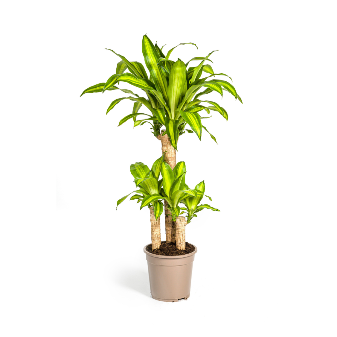 Drachenbaum Massangeana Ø21cm – 90-110cm – Pflegeleicht