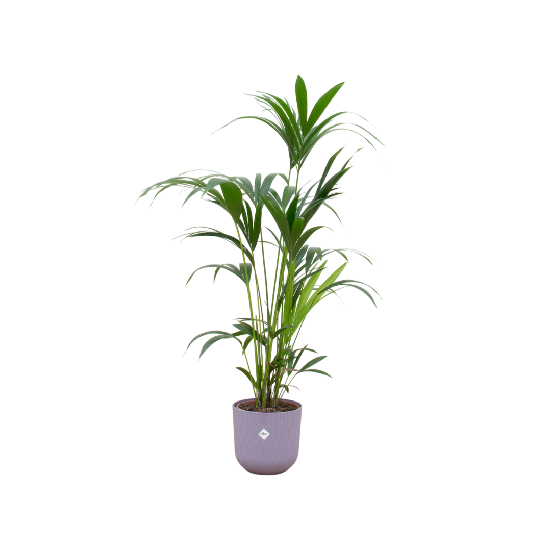 Kentia Palme elegant in lila Übertopf