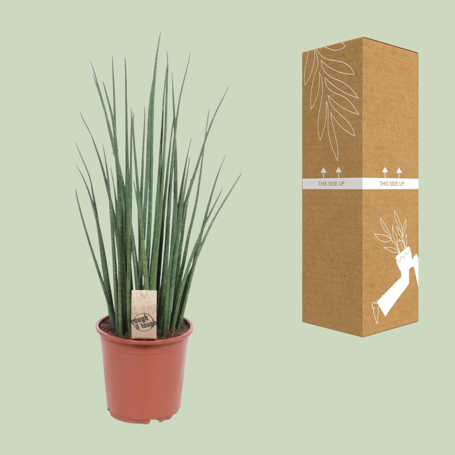 Sansevieria Mikado Zimmerpflanze