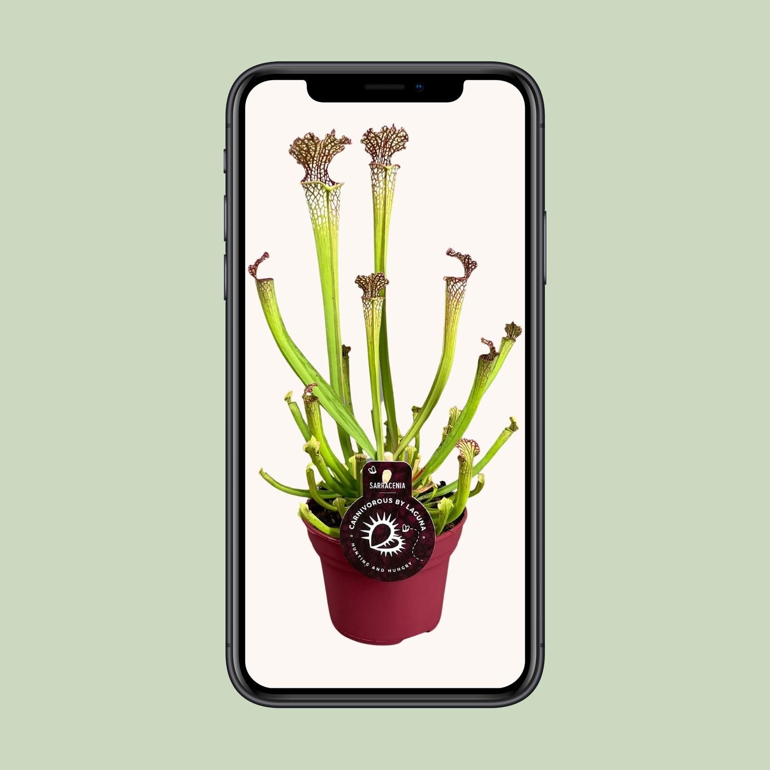 Sarracenia Farnhamii Karnivorpflanze