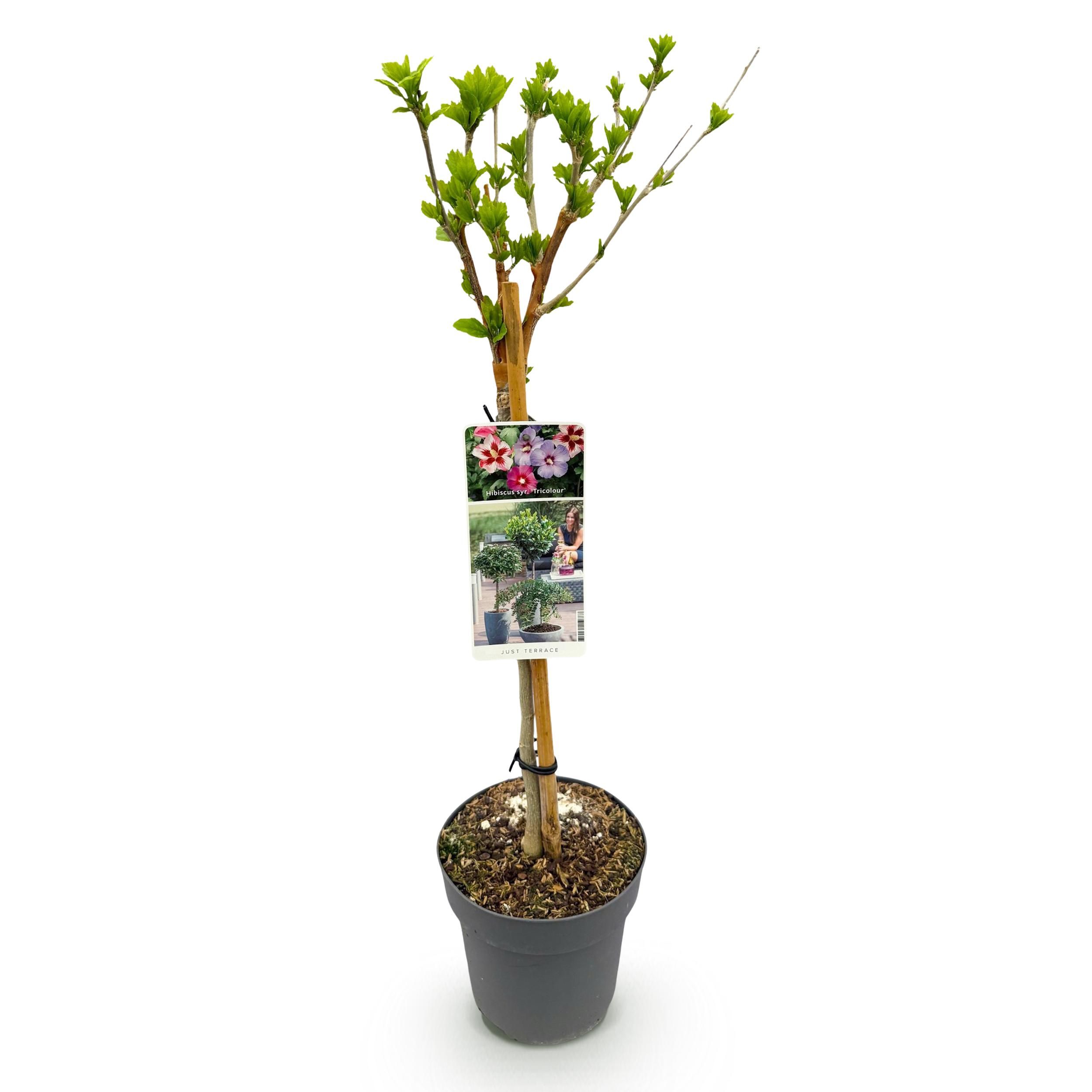 Hibiscus syriacus Tricolour – Stamm-Pflanze | Laubabwerfend | Pflegeleicht