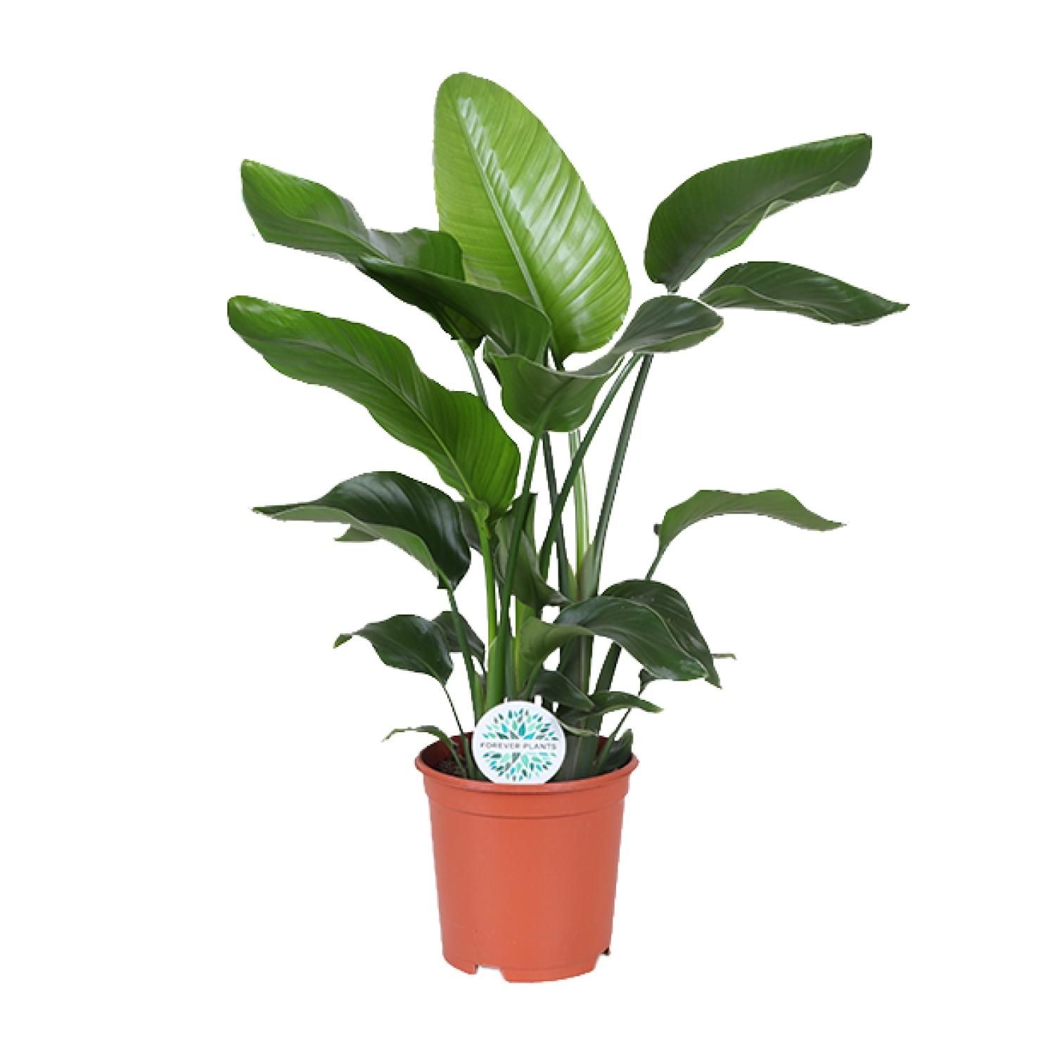 Strelitzia Nicolai - exotische Paradiesvogelblume für Ihr Zuhause