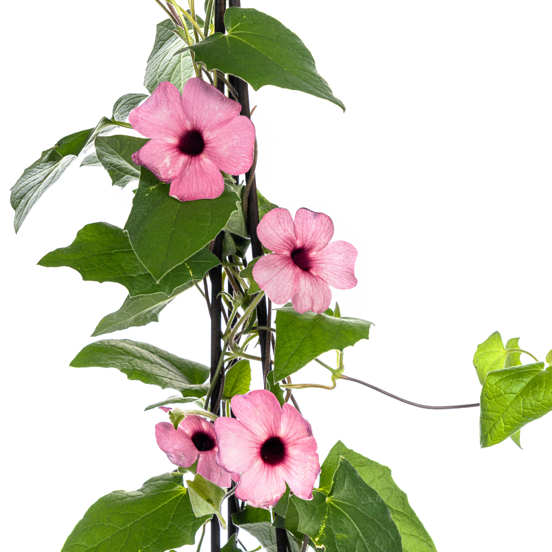 4x Schwarzäugige Susanne | Kletterpflanze | Rosafarbene Blüten | Ø13cm