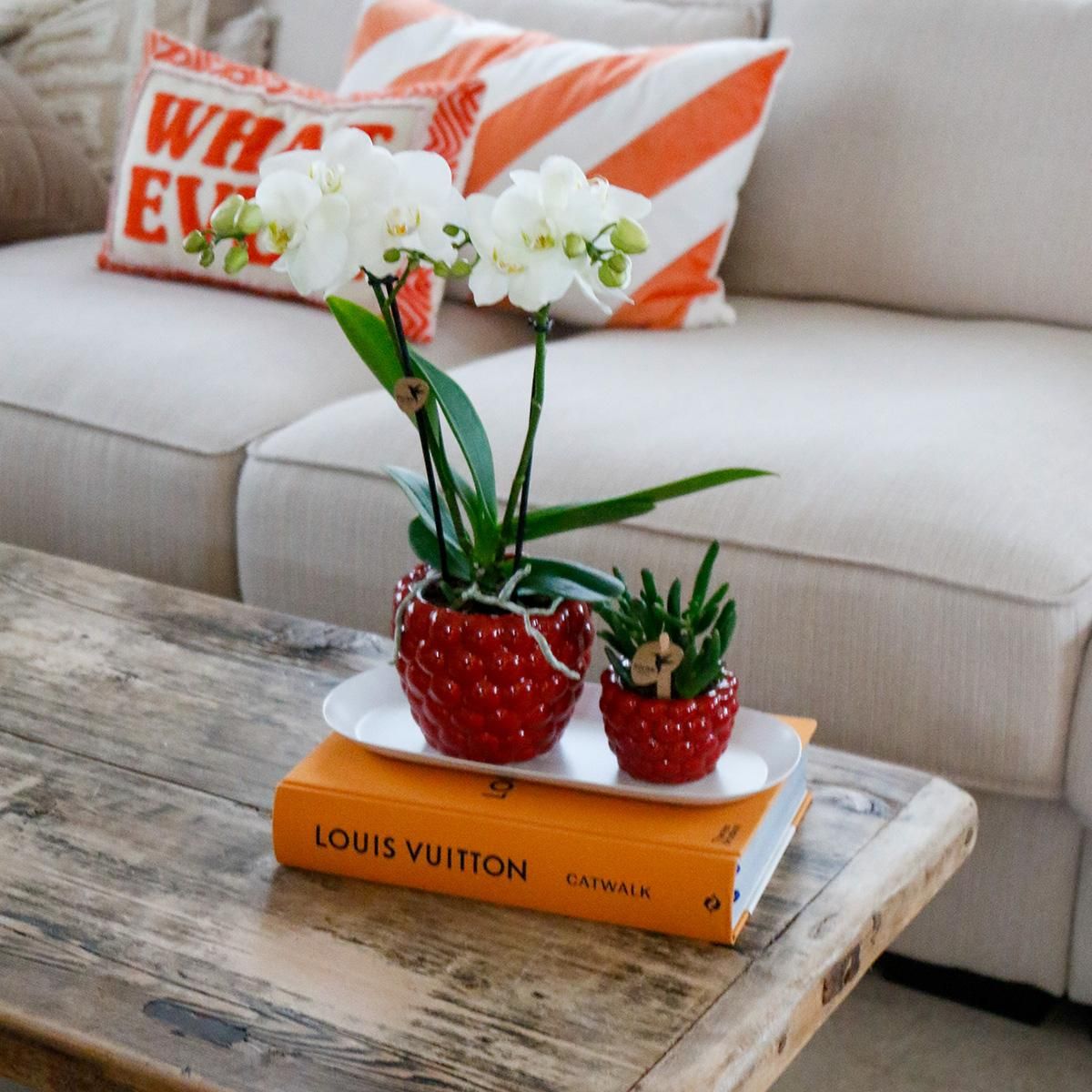 Phalaenopsis Orchideen Set mit Rhipsalis auf Bambustablett