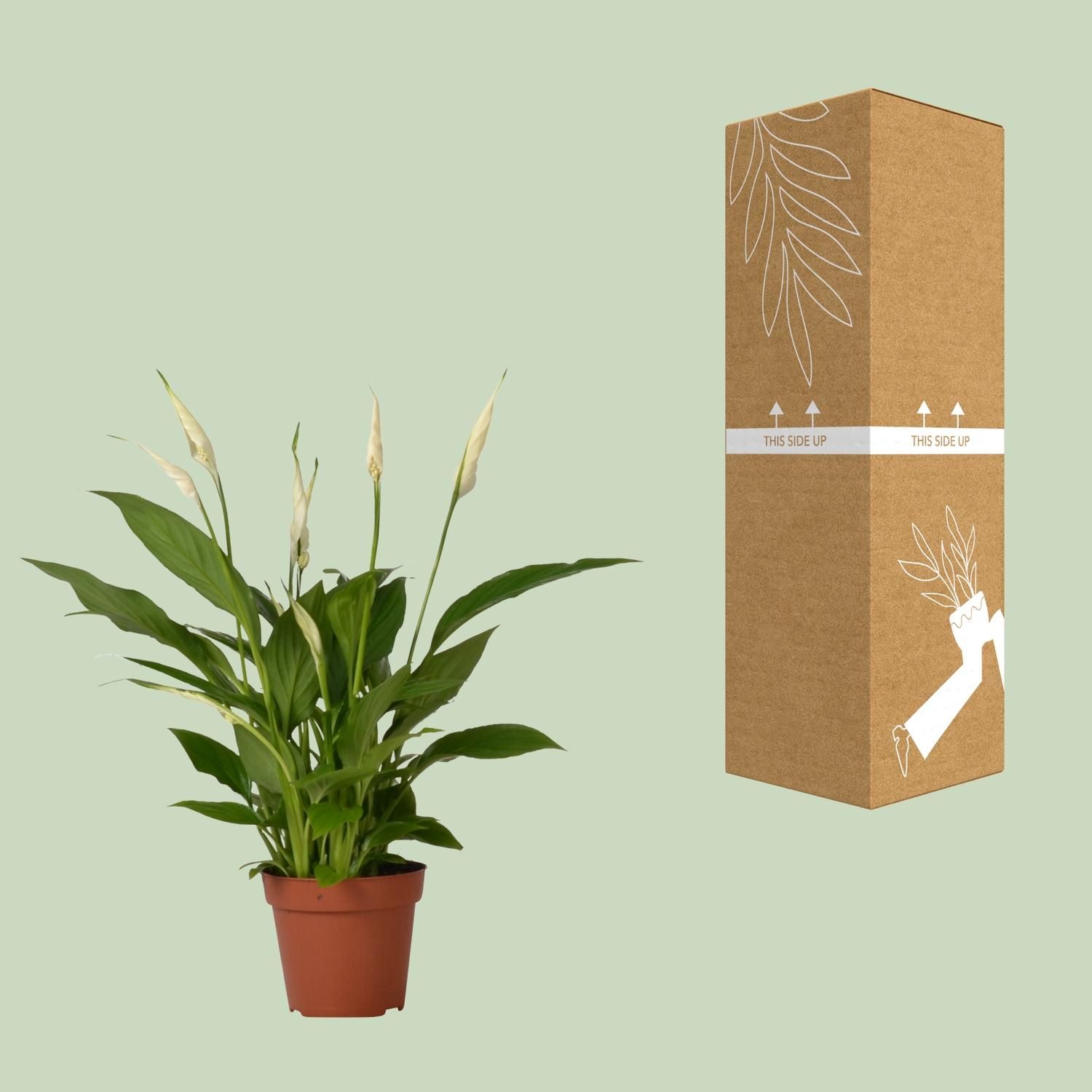 Spathiphyllum Bingo Cupido Zimmerpflanze