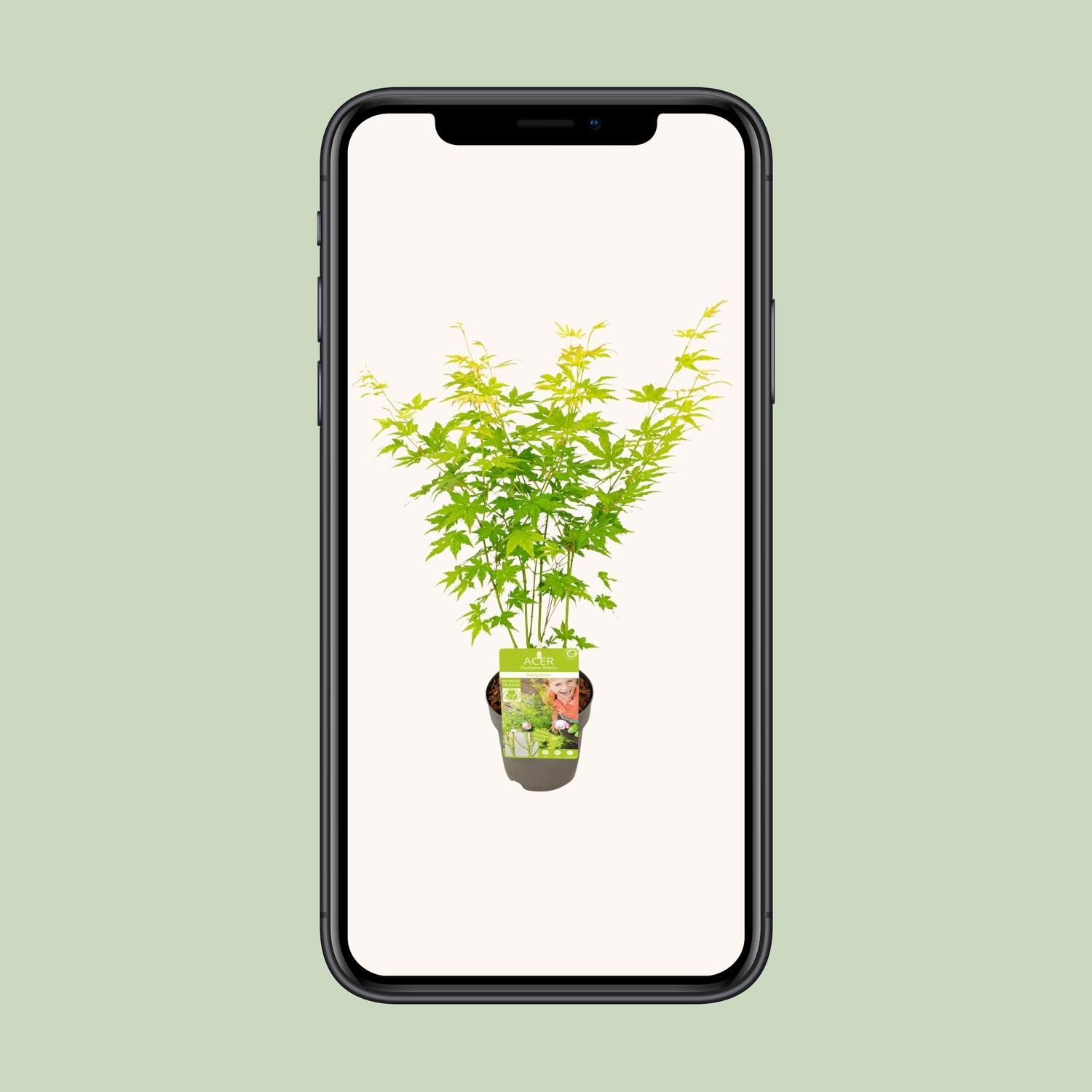 Winterharter Ahorn – Acer palmatum Elegant
