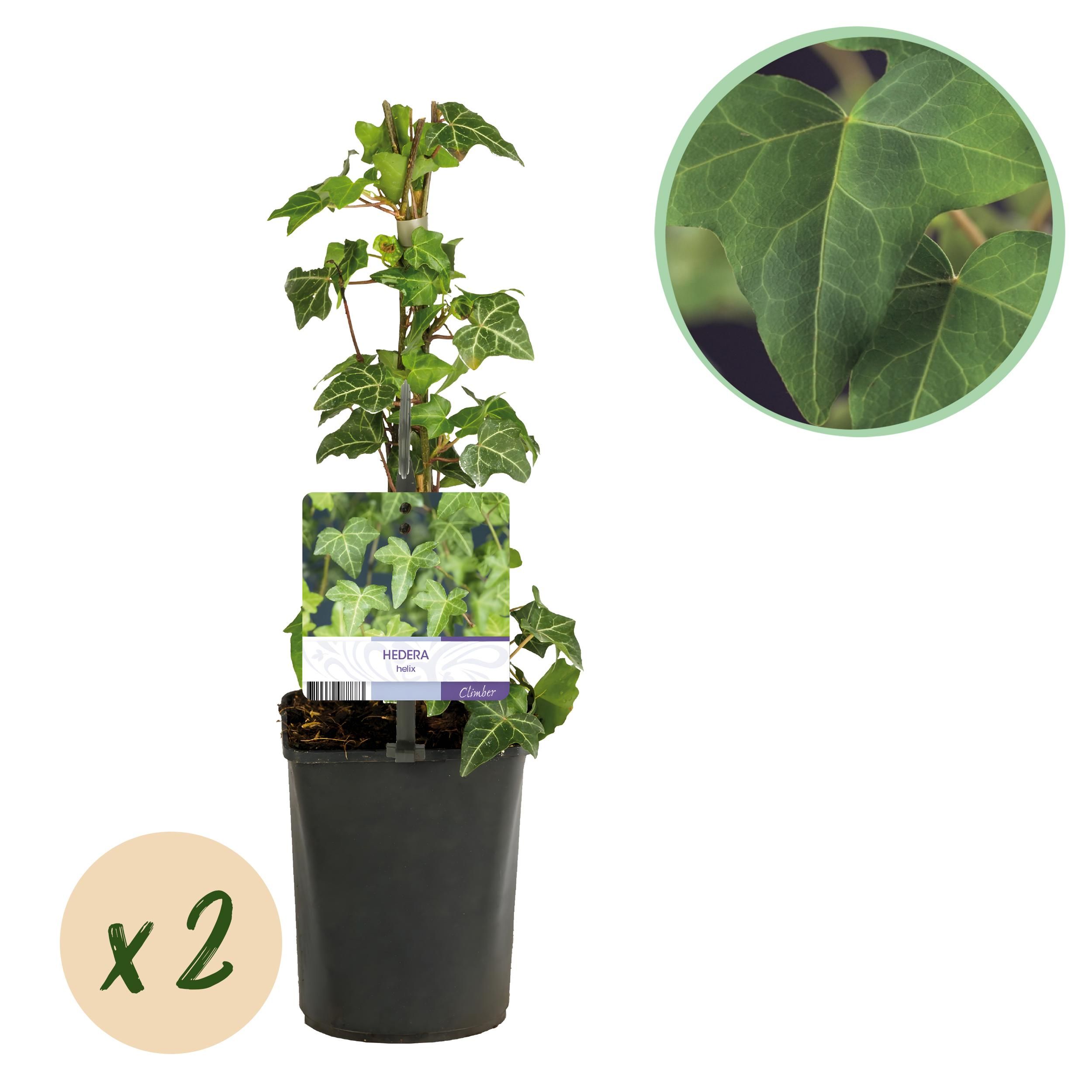 Hedera helix – Echter Efeu – Kletterpflanze – Immergrün – 2 Pflanzen