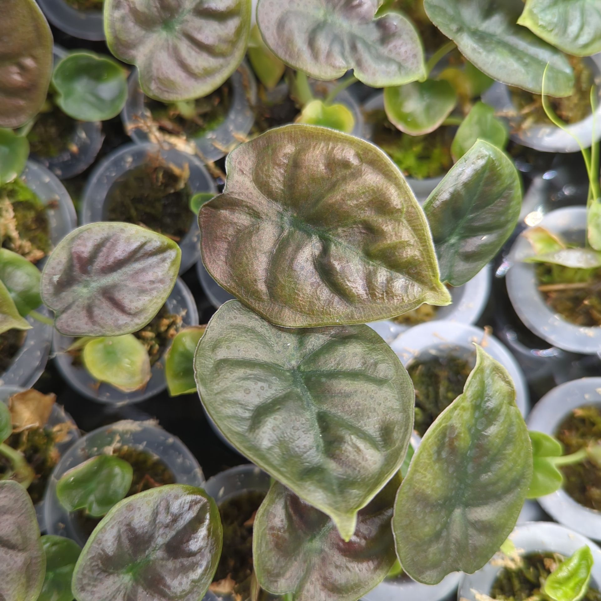 Alocasia infernalis