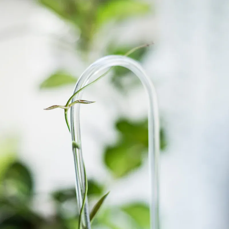 Arch Trellis – Minimalist Support for Your Climbing Plants