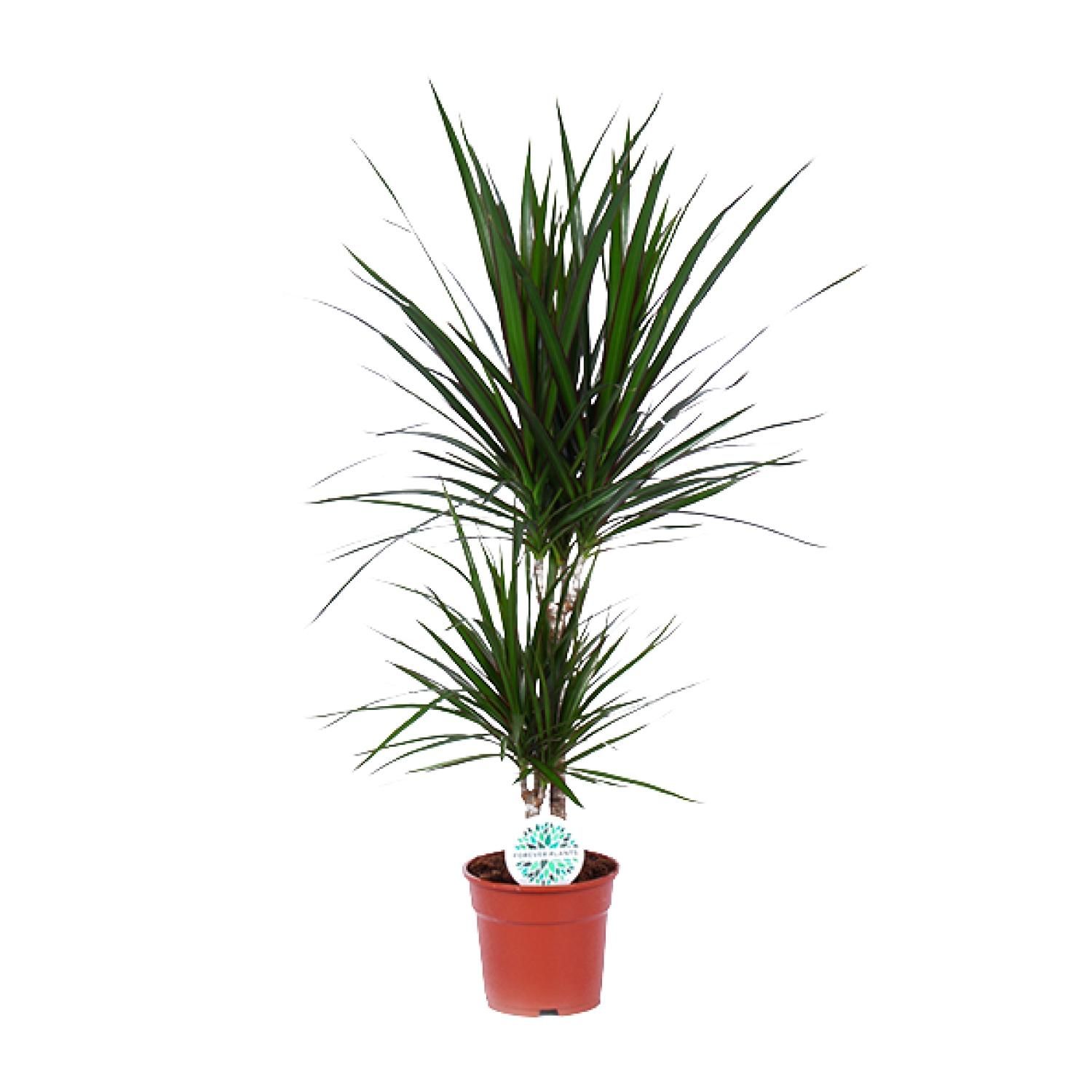 Drachenbaum elegante Zimmerpflanze