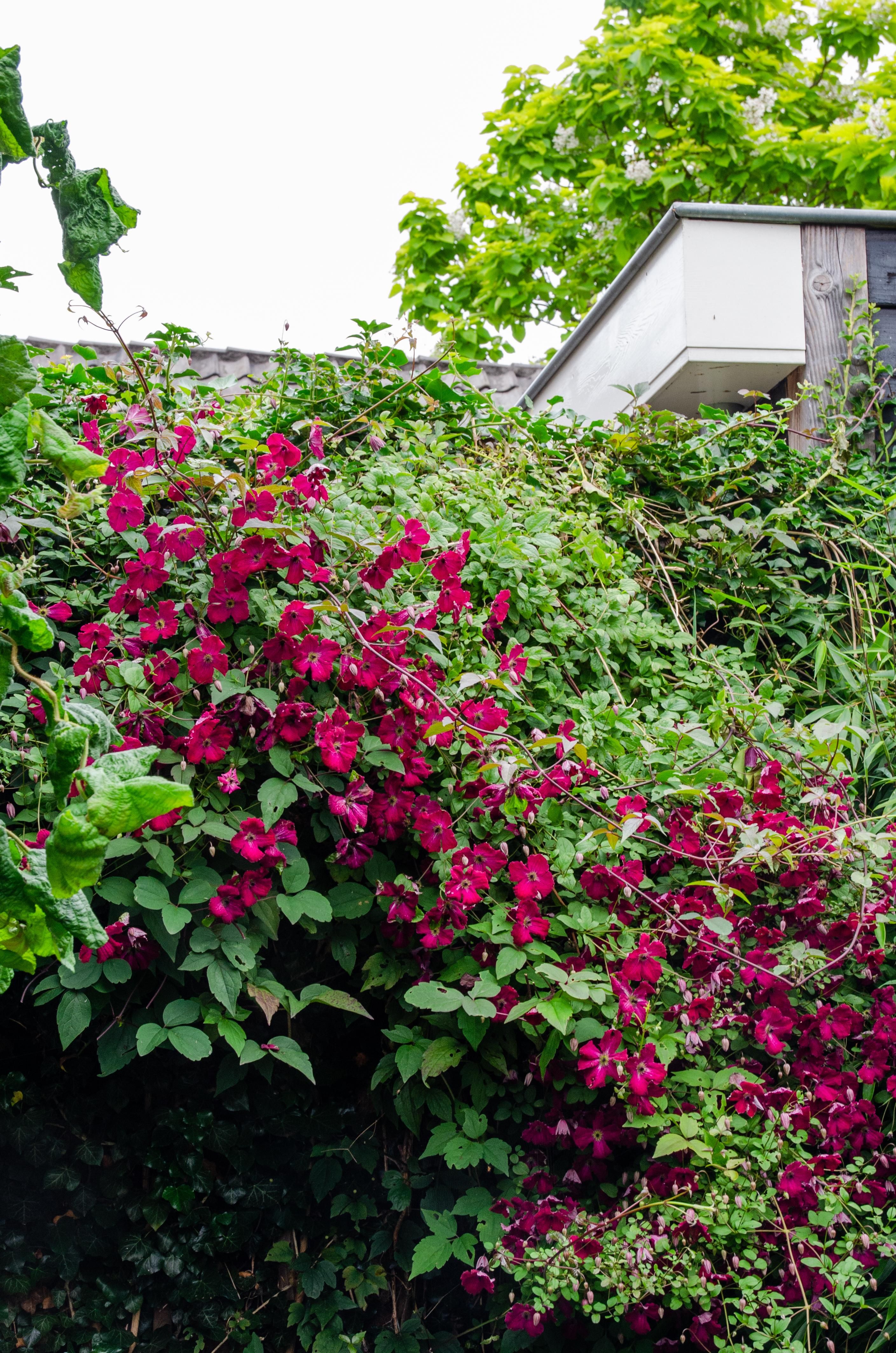Clematis Rouge Cardinal Kletterpflanze