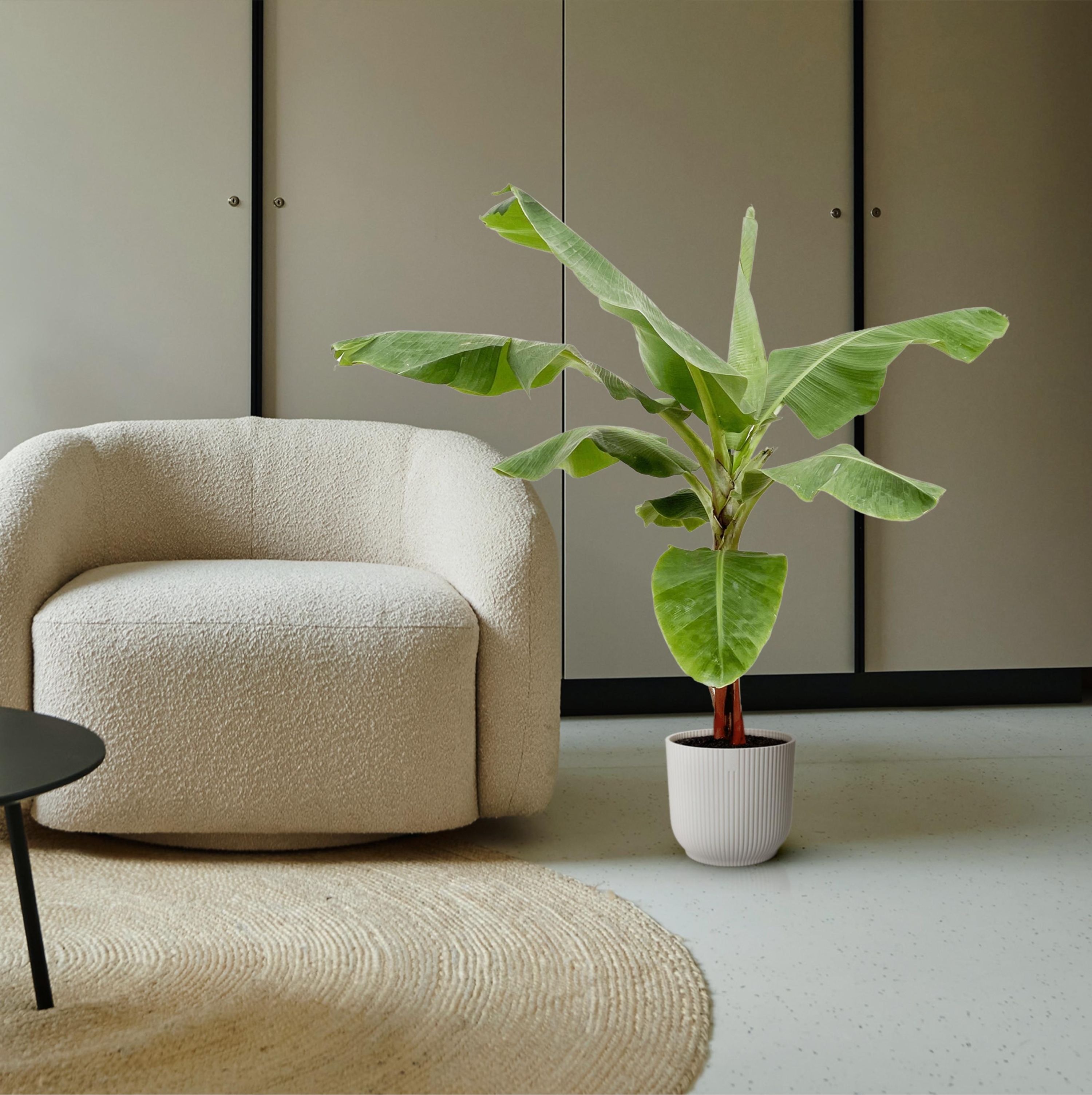 Bananenpflanze (Musa) – Exotisch | Pflegeleicht | 170cm hoch – Ø30 Topf
