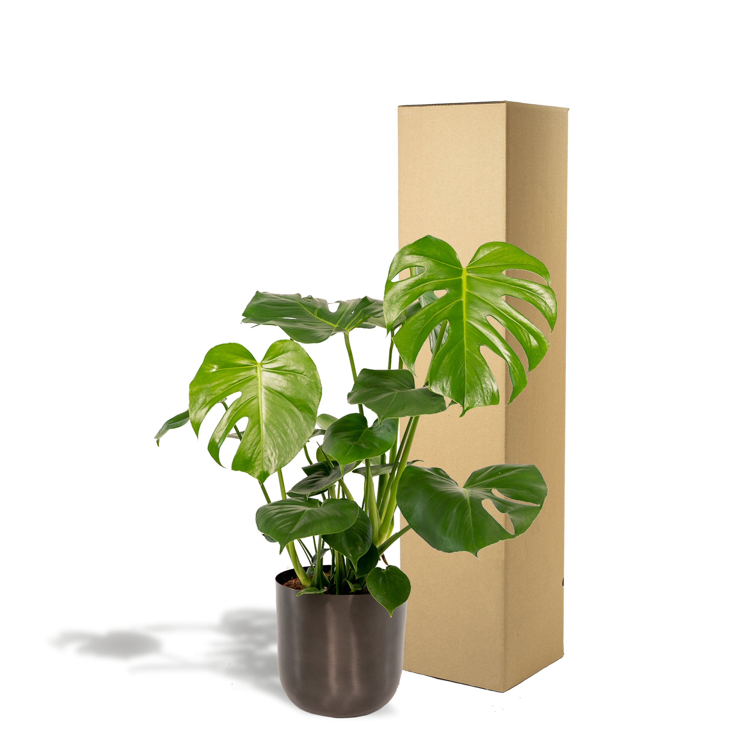 Monstera Deliciosa mit Mayk Lead Übertopf