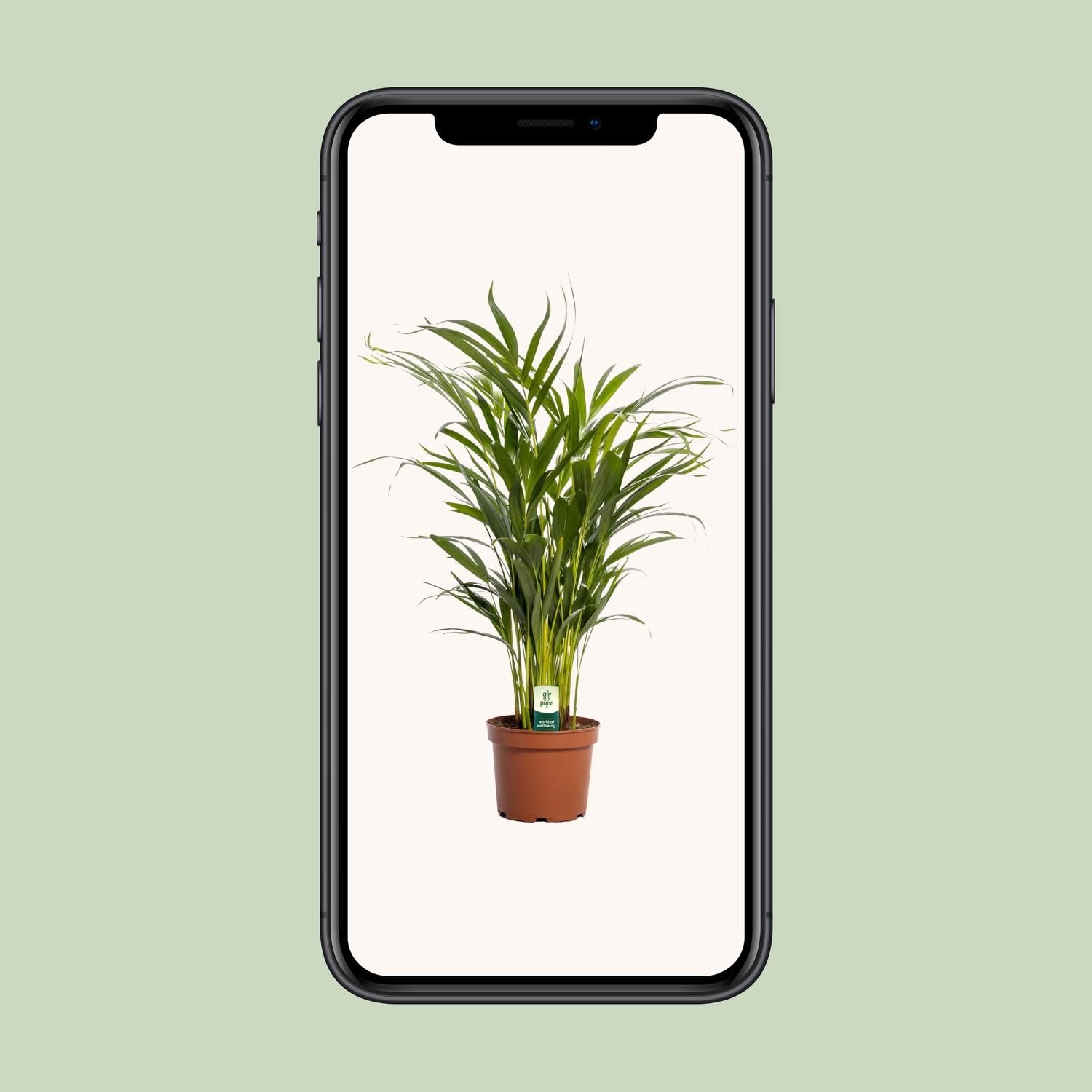 Dypsis Lutescens Areca-Palme