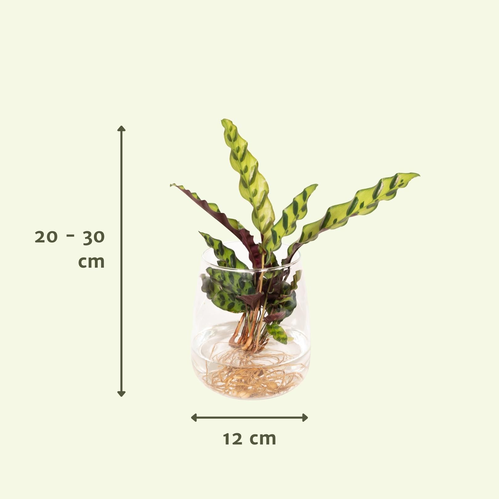 Calathea Insignis Hydroponische Zimmerpflanze