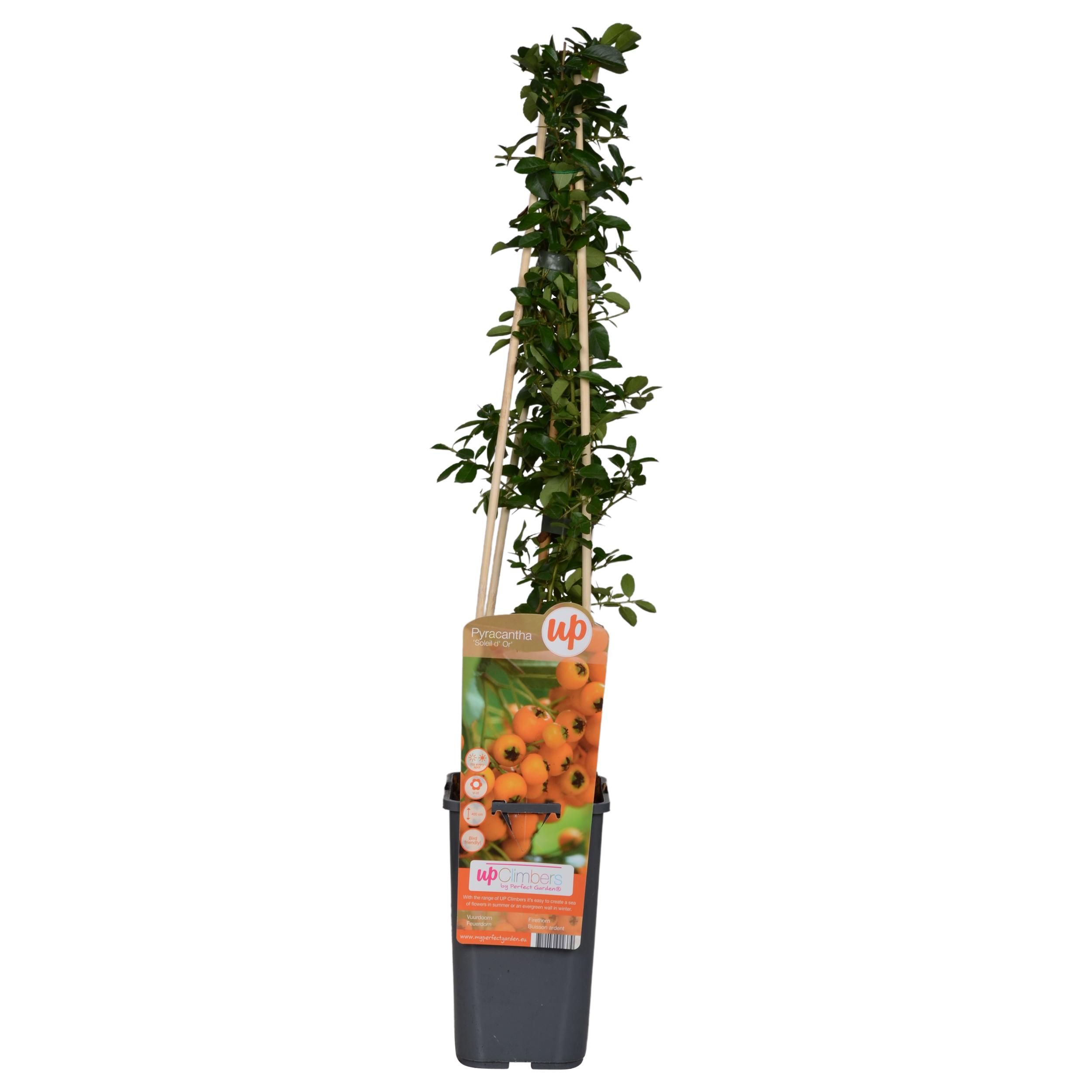 Pyracantha Strauch Soleil dOr