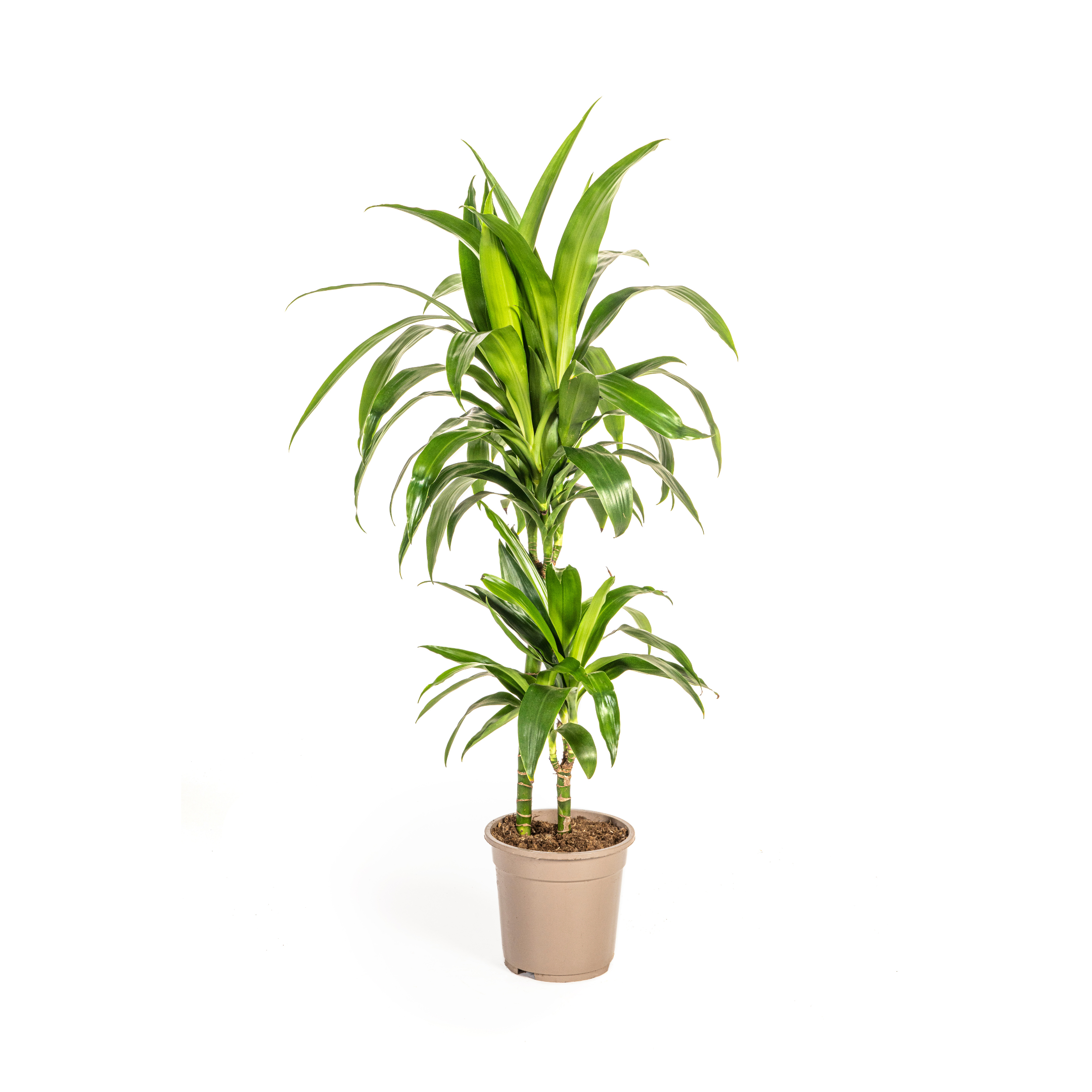 Dracaena Deremensis Lisa – Zimmerpflanze – Ø19cm – bis 90cm hoch