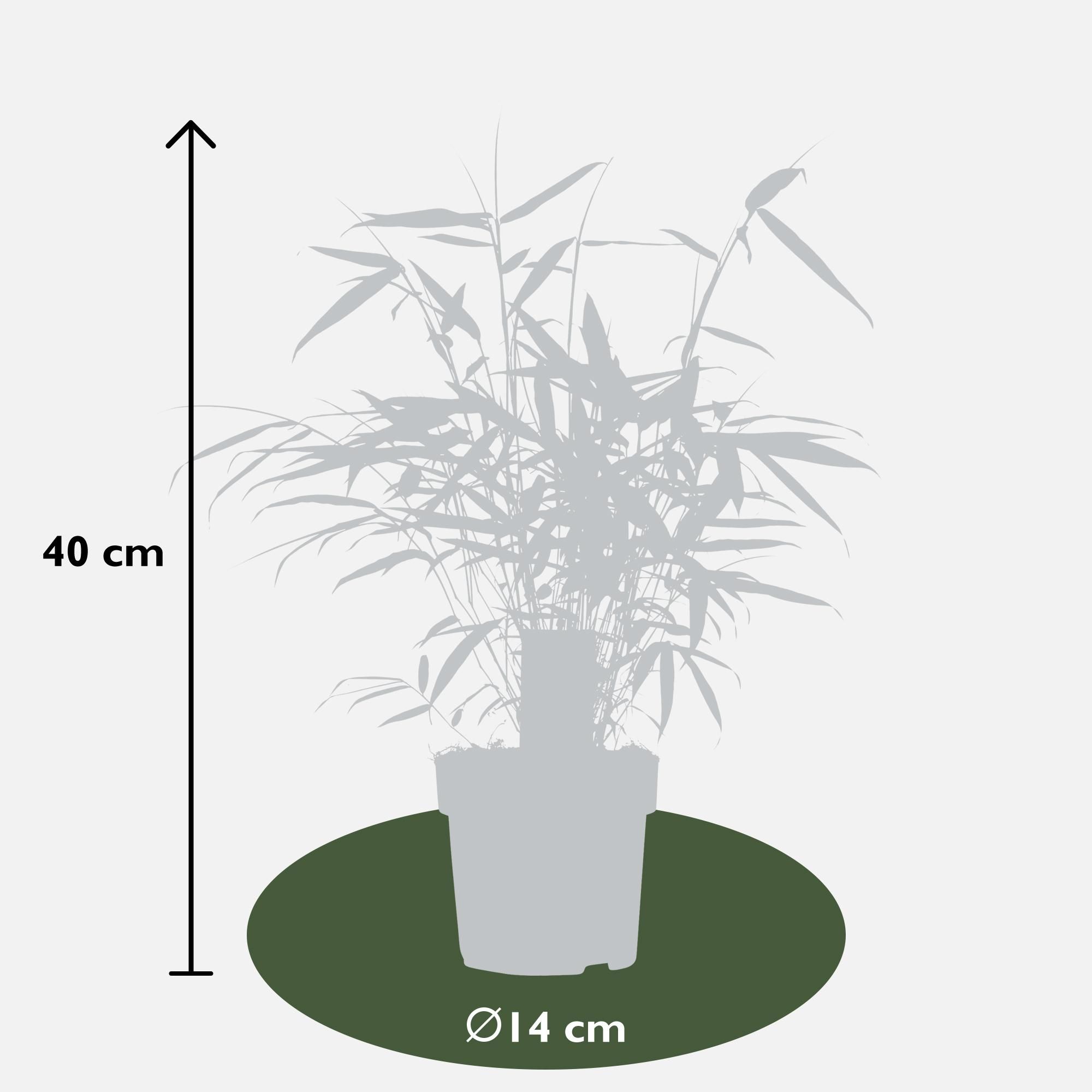 Fargesia robusta Pingwu Bambus