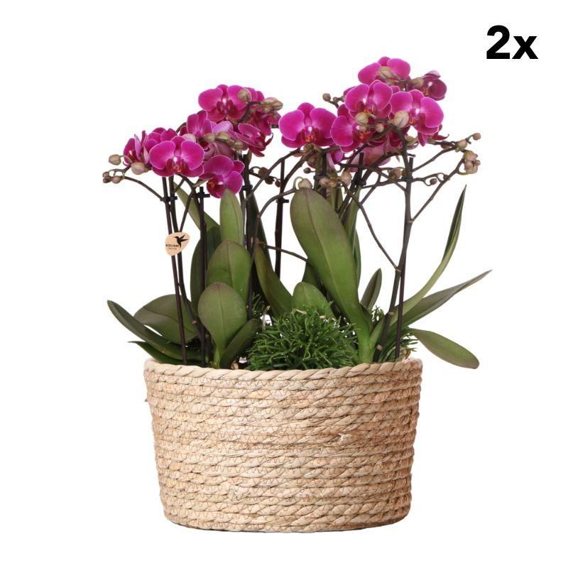 Kolibri Orchideen Pflanzen-Set im Schilfkorb mit Wasserreservoir