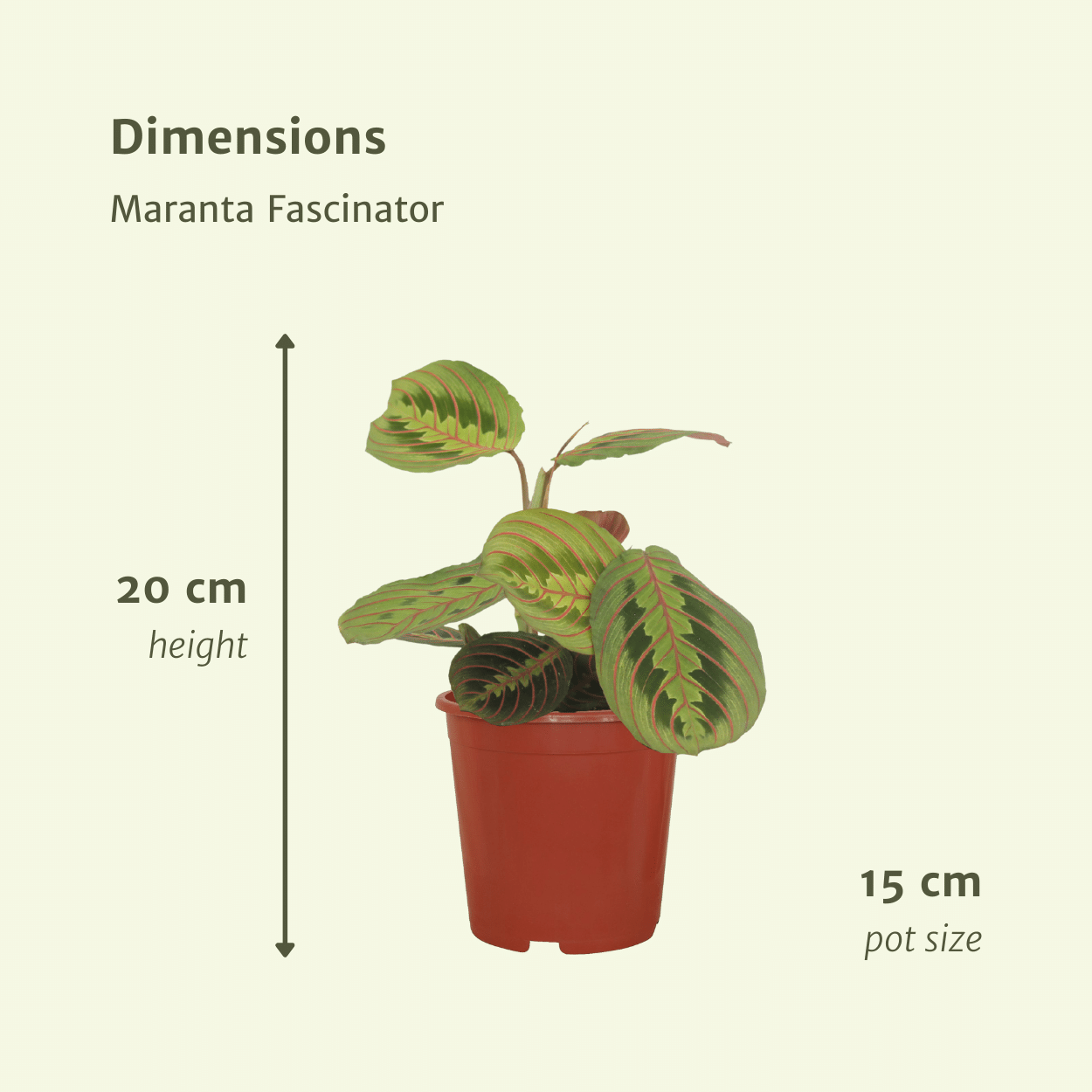 Maranta Fascinator Zimmerpflanze mit auffälligem Laub