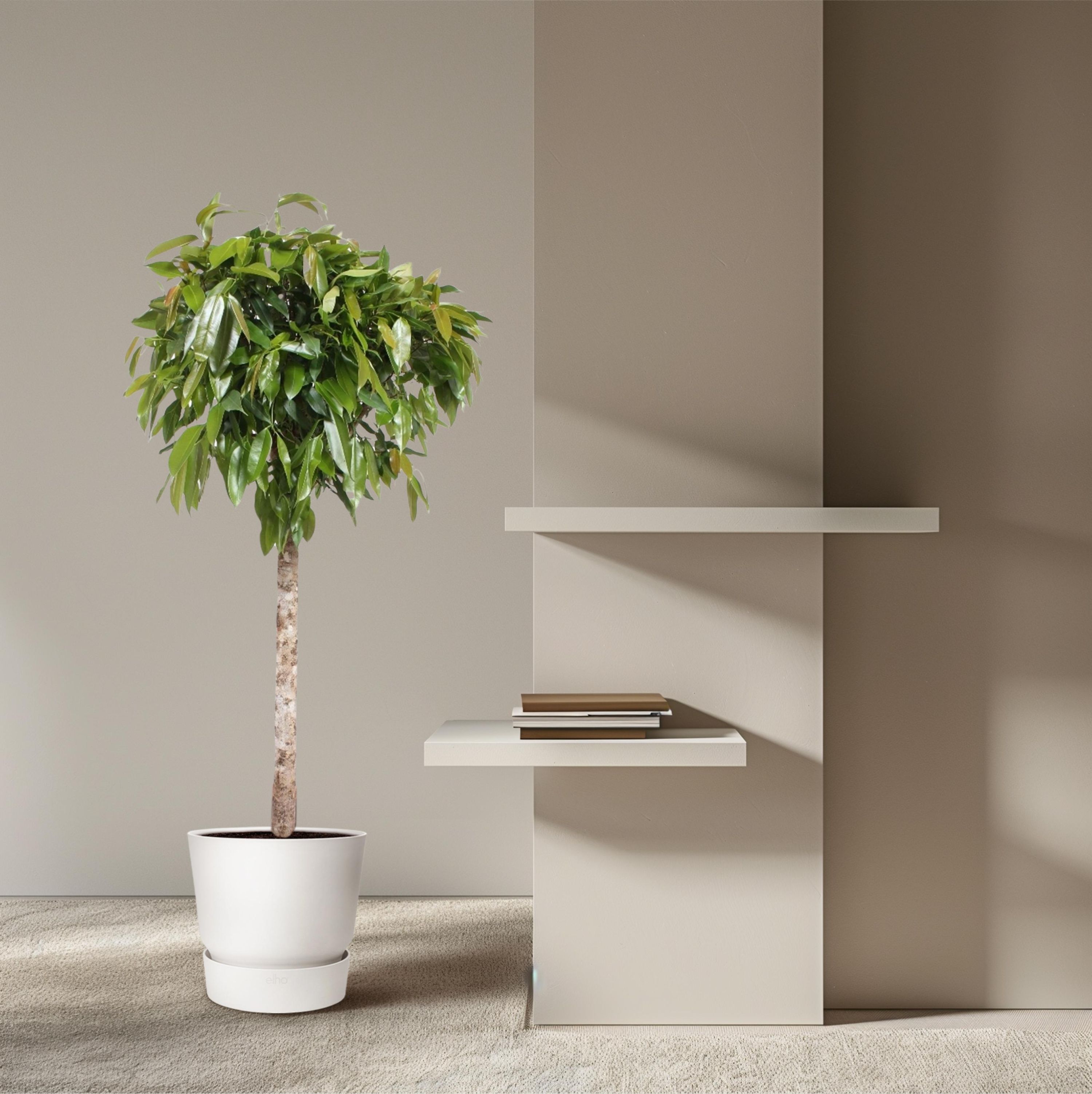 Ficus Amstel King - Eleganter Zimmerbaum mit großen Blättern