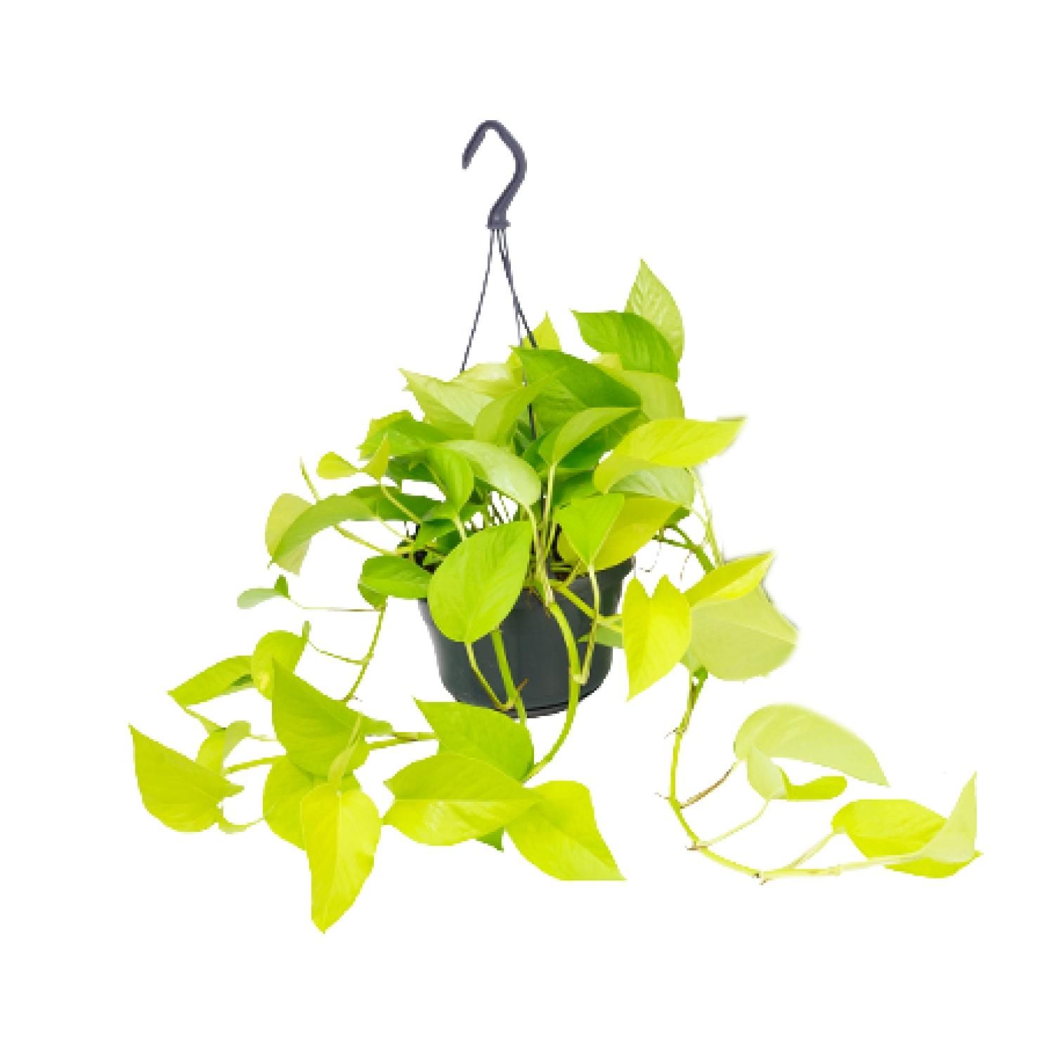 Epipremnum Golden Pothos Zimmerpflanze