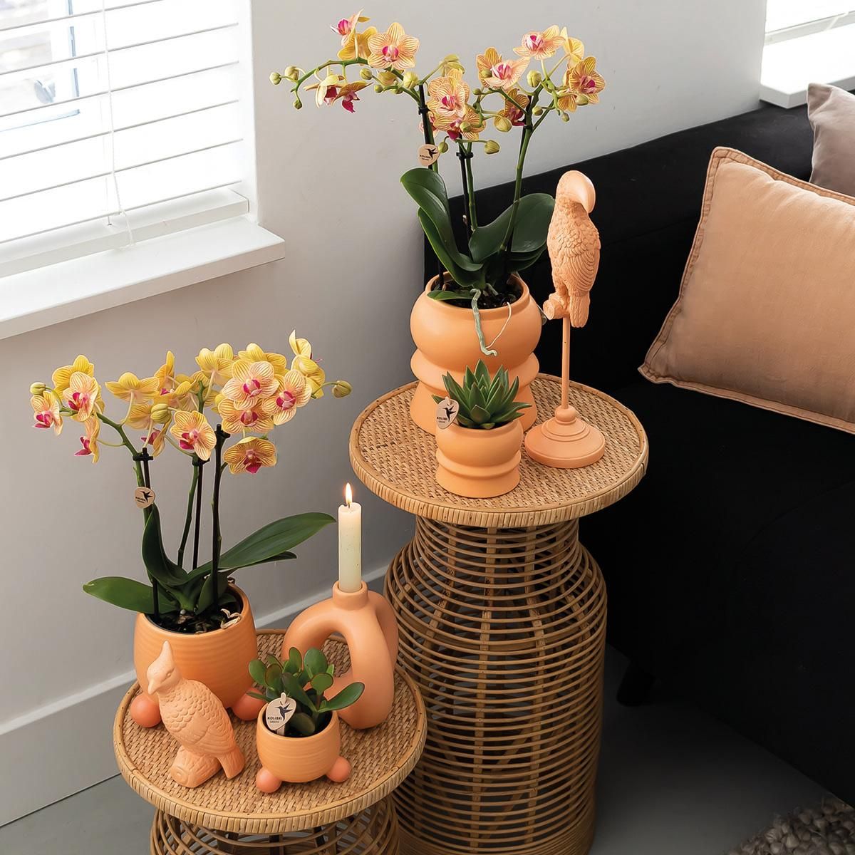 Orange Phalaenopsis Orchidee Jamaica im Pfirsich Dekotopf