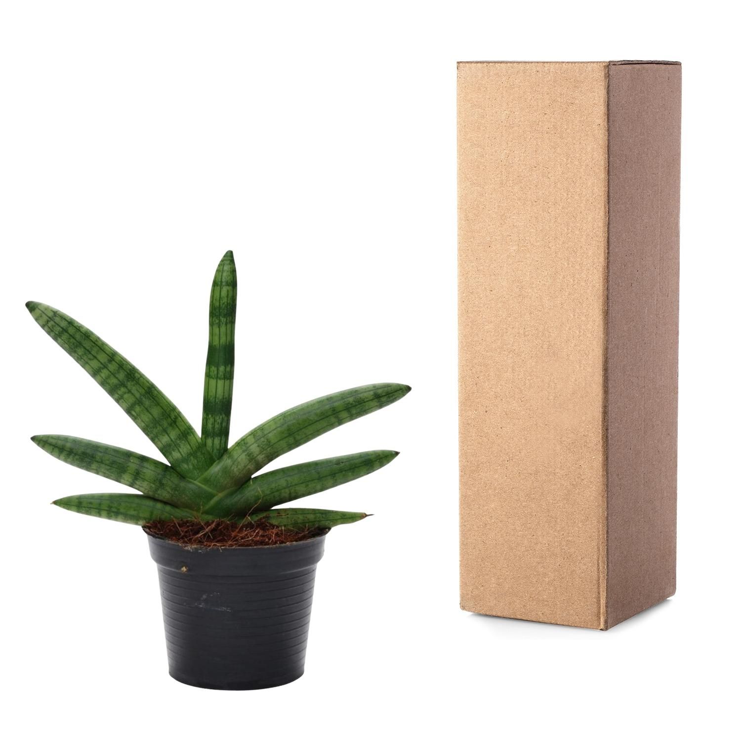 Sansevieria Skyline Bogenhanf Pflanze