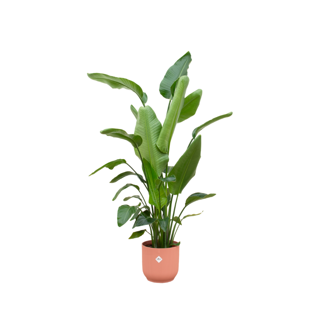 Strelitzia Nicolai Zimmerpflanze mit rosa Elho Vibes Übertopf