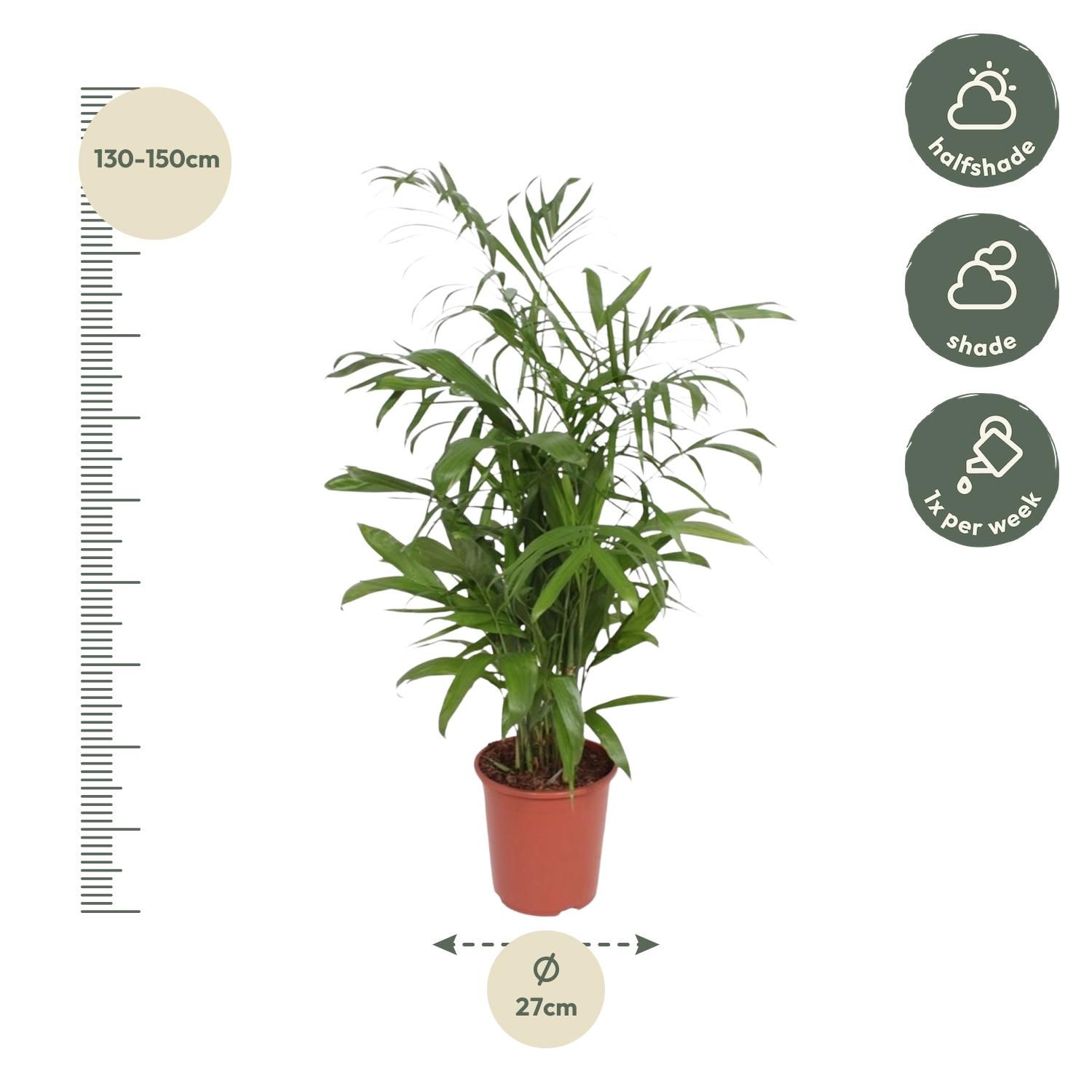Chamaedorea Seifrizii Palme