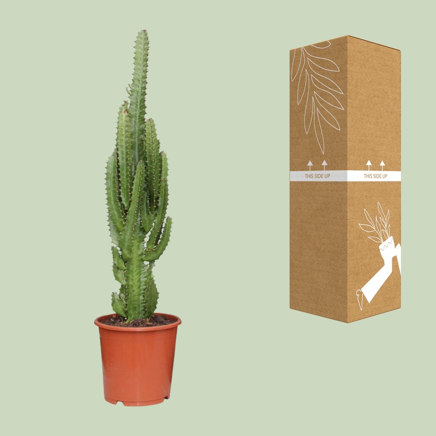 Euphorbia Trigona Sukkulente Zimmerpflanze