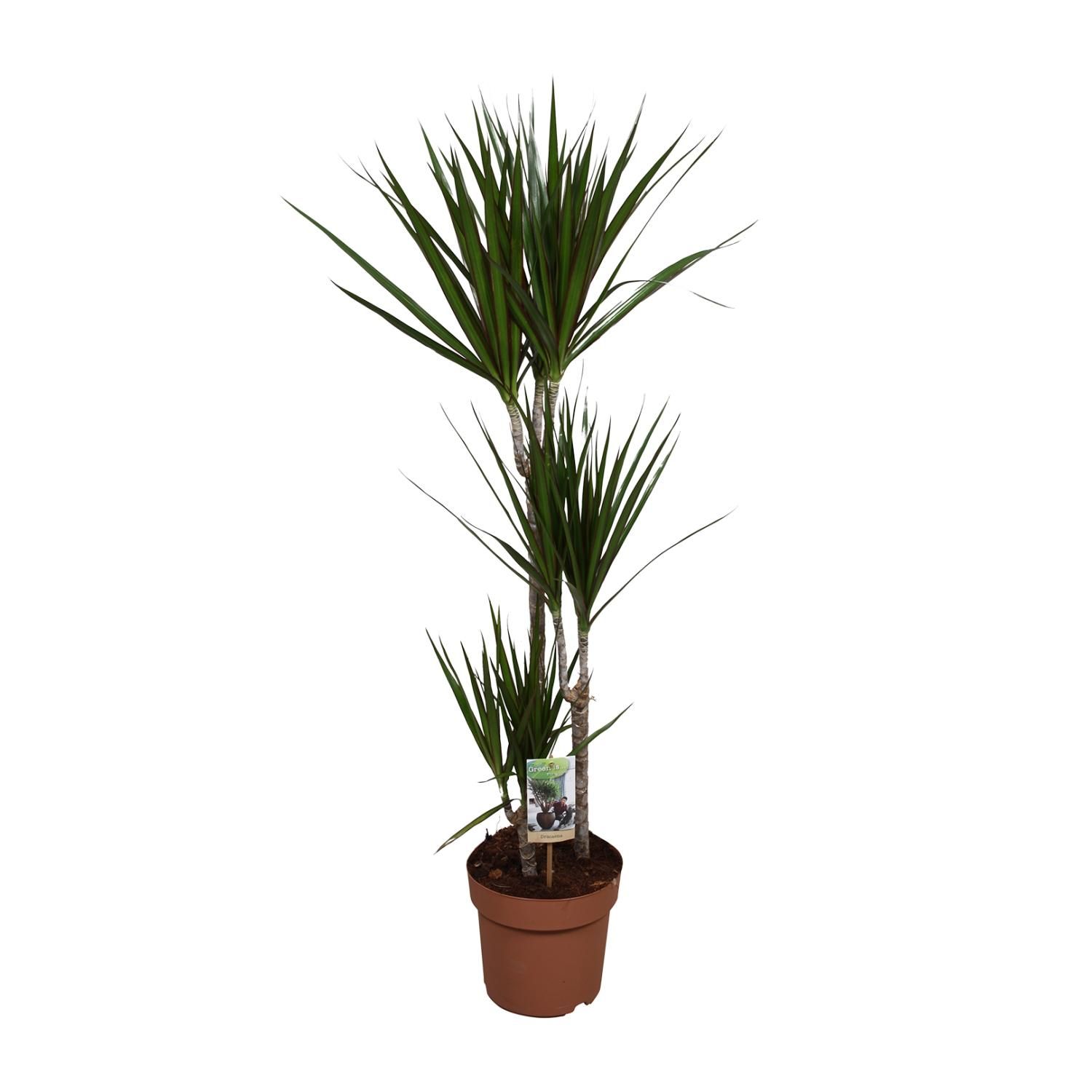 Dracaena Marginata Zimmerpflanze