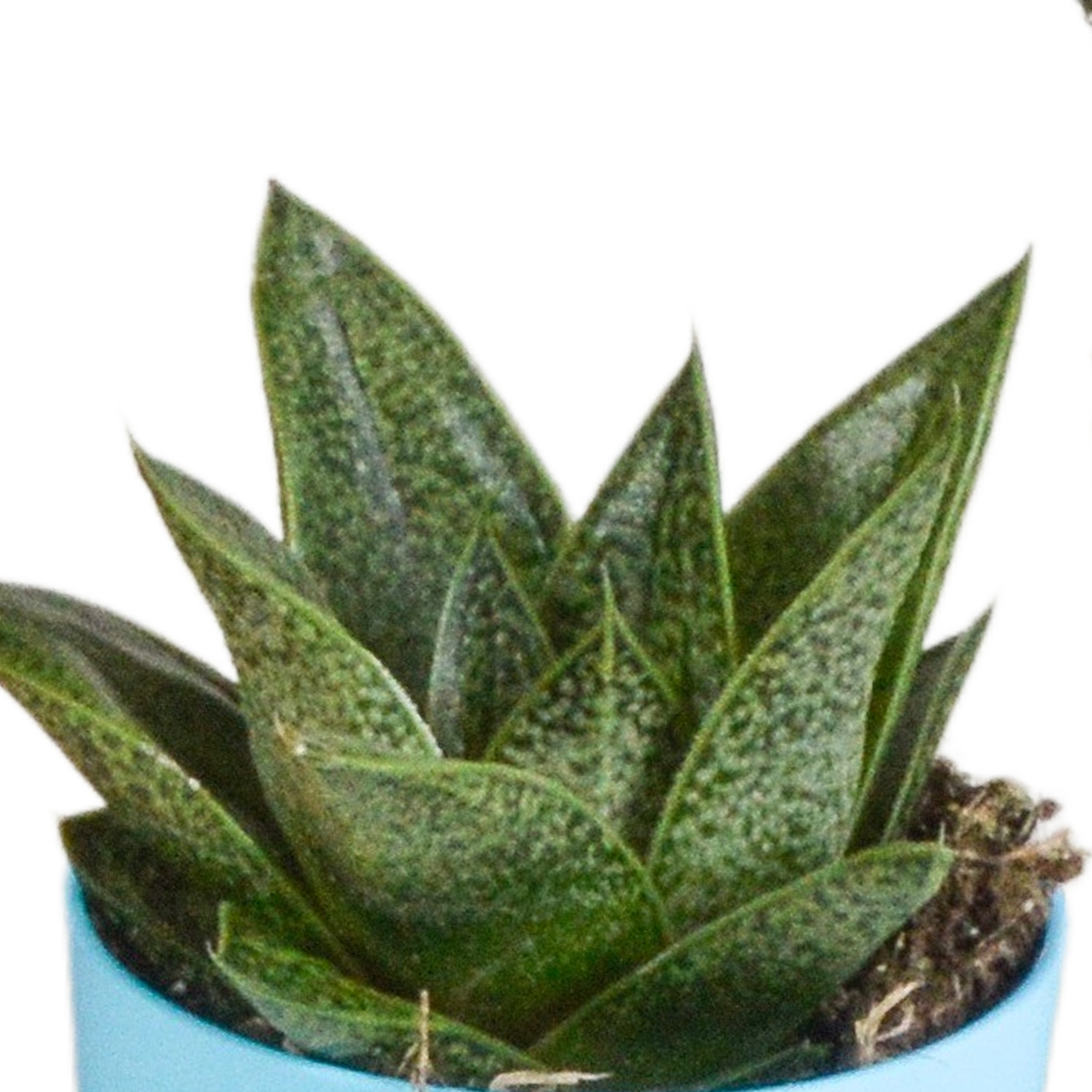 Gasteria und Haworthia Mix in farbigem Kunststofftopf