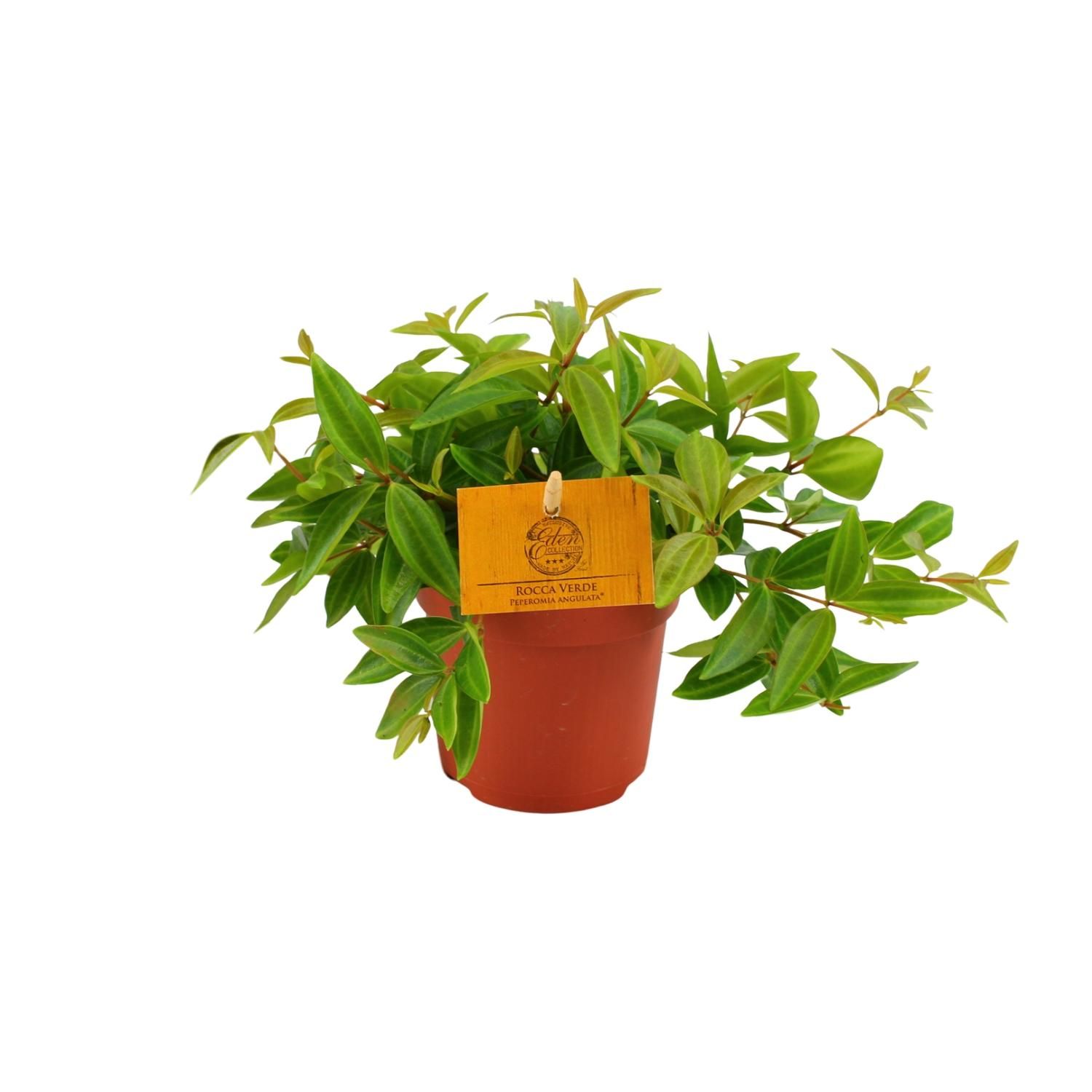 Peperomia Angulata Zimmerpflanze