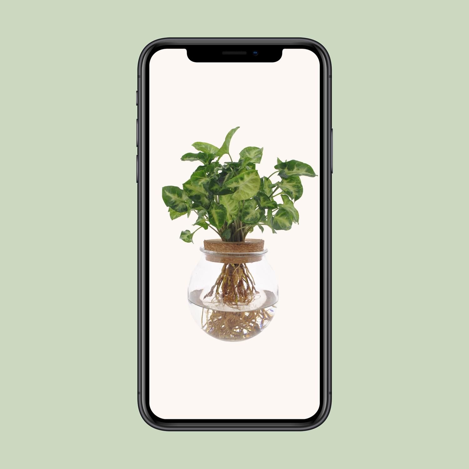 Syngonium Pixie Hydroponie Zimmerpflanze