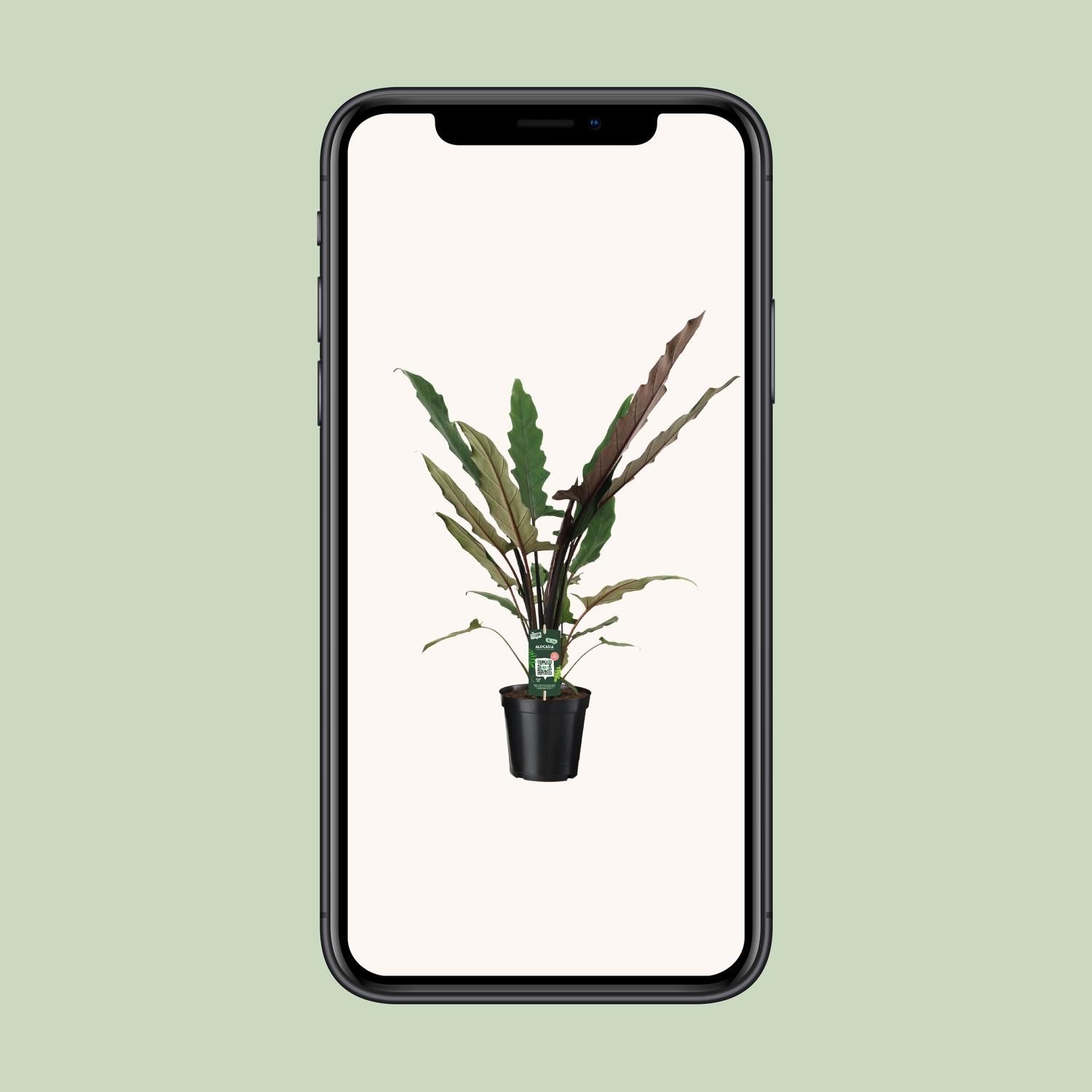 Alocasia Lauterbachiana - Exotische Zimmerpflanze