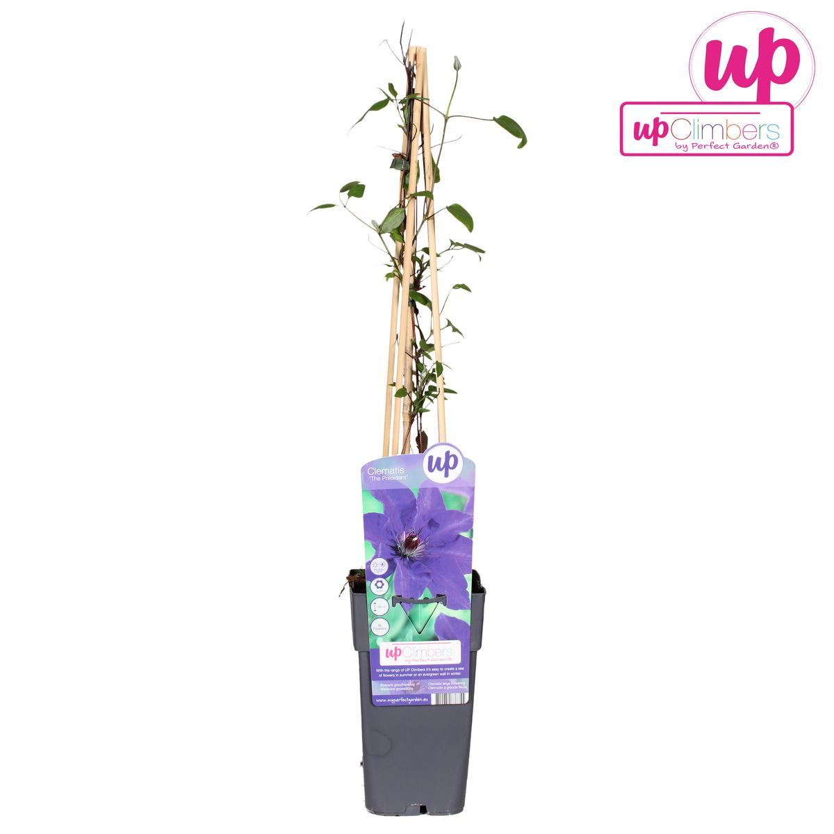 Clematis Kletterpflanze The President