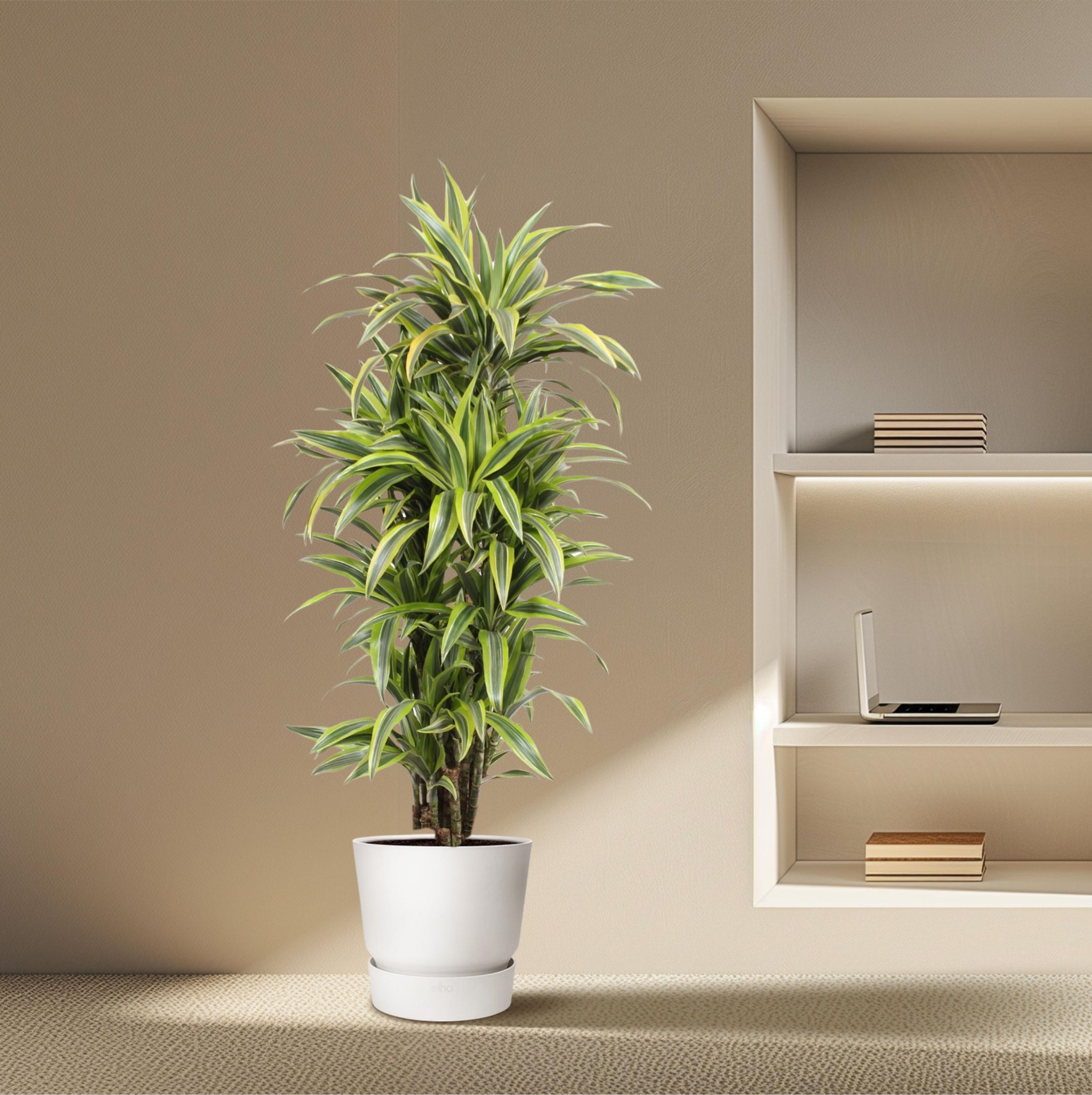 Dracaena Lemon Lime Zimmerpflanze