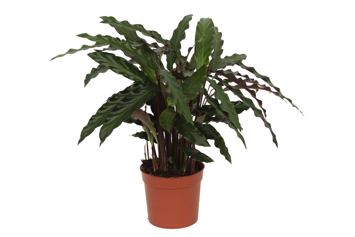 Calathea Elgergrass Zimmerpflanze