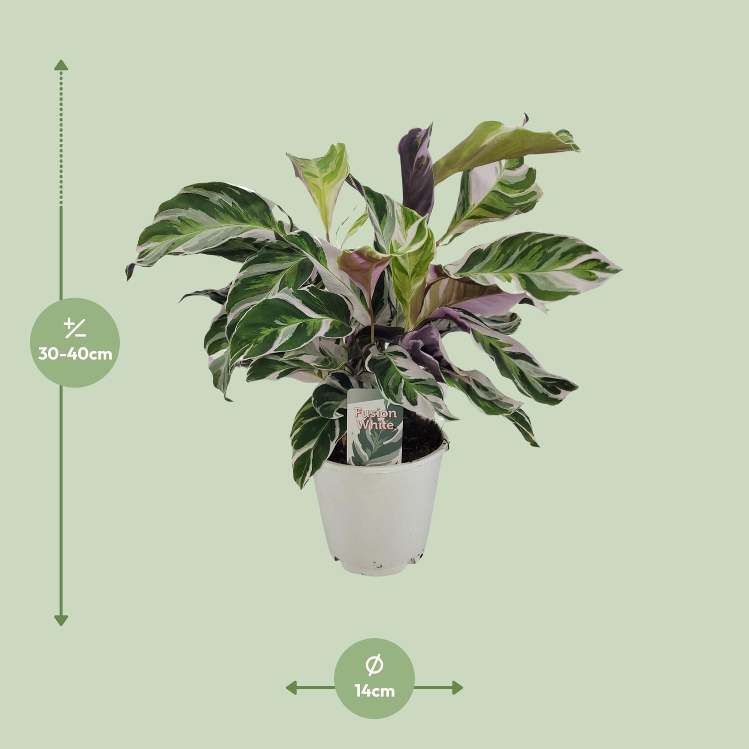 Calathea White Fusion – Exotische Pflanze – Ø14cm – ↕40cm