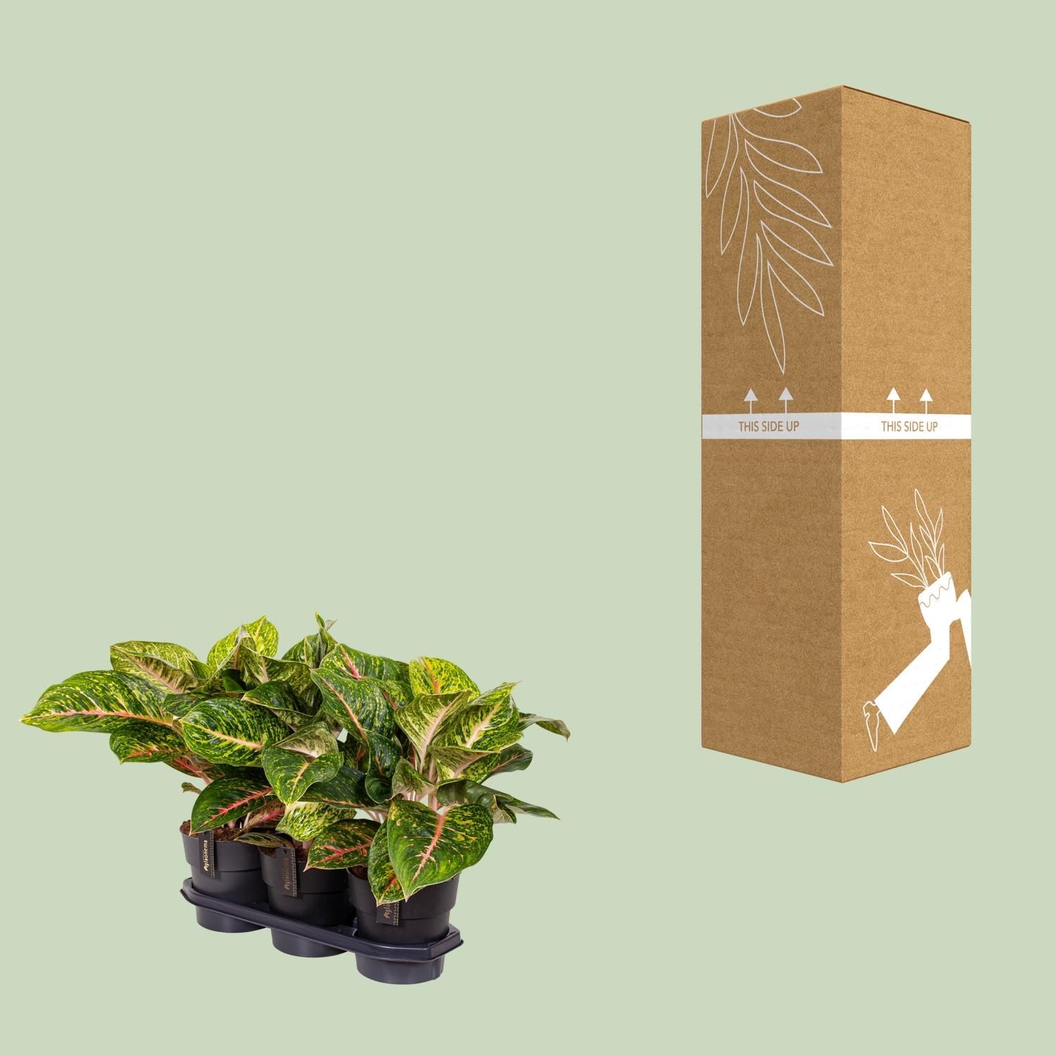 Aglaonema Spring Red Zimmerpflanze