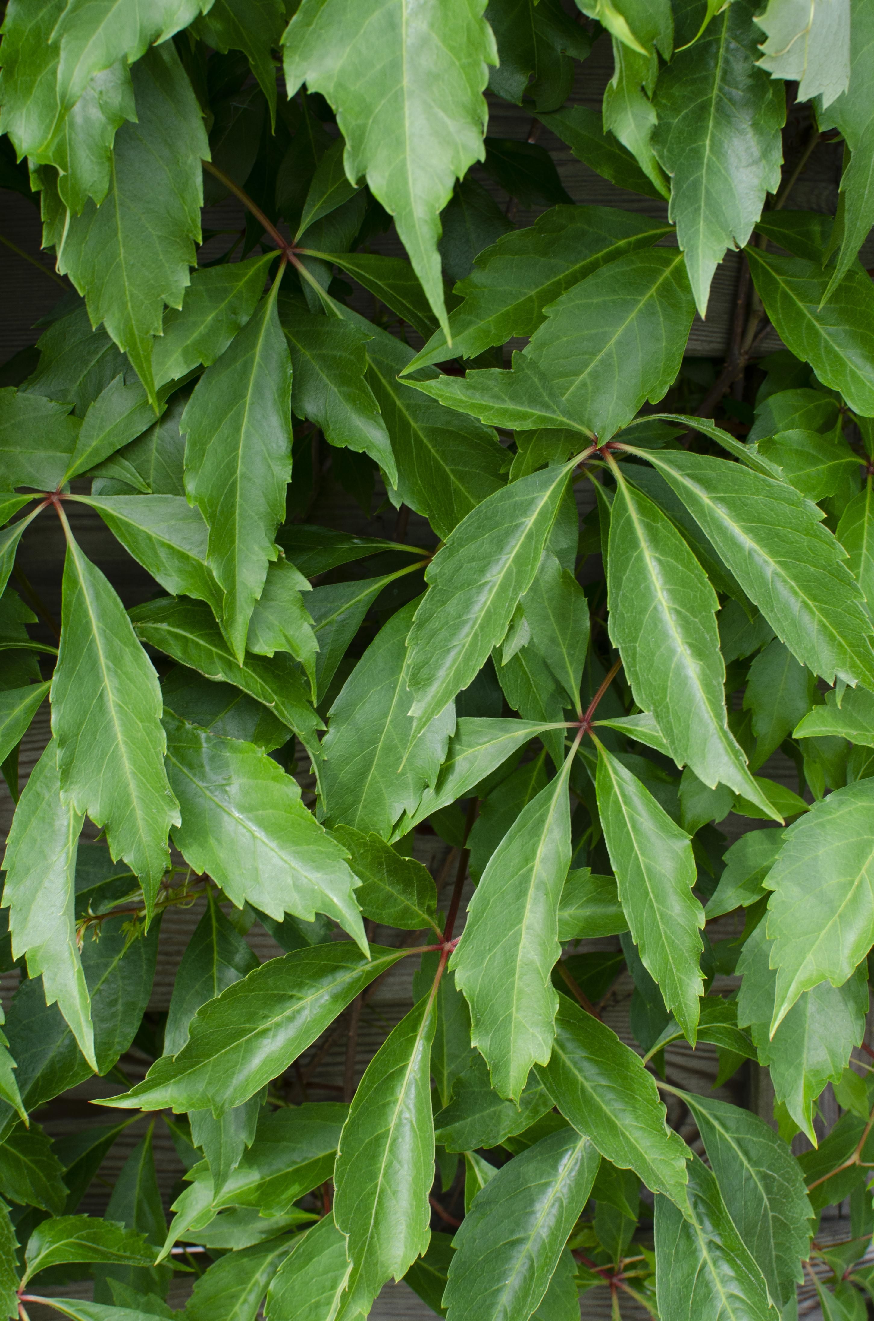 Parthenocissus Engelmannii Kletterpflanze
