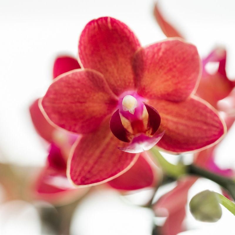 Phalaenopsis Orchidee Congo im Diabolo Travertin Topf