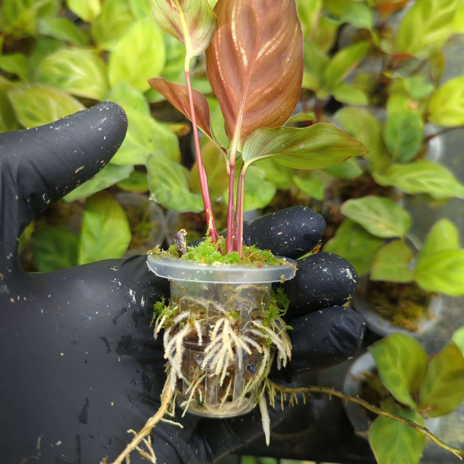 Baby Calathea makoyana + selbstbewässernder Übertopf
