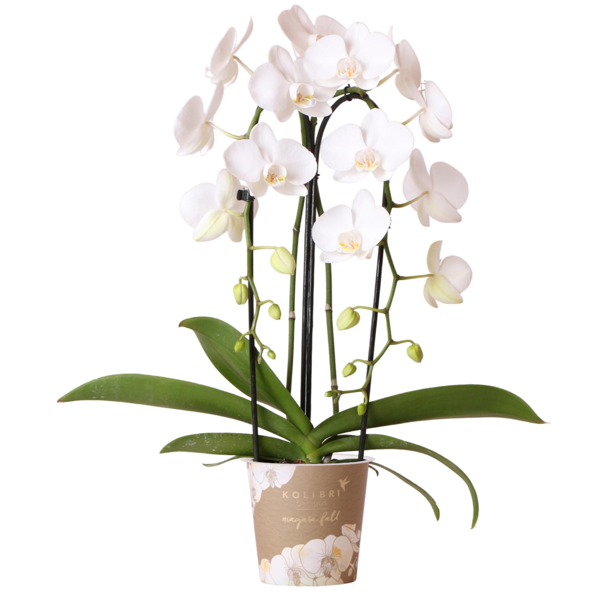 Phalaenopsis Orchidee Niagara Fall in Weiß