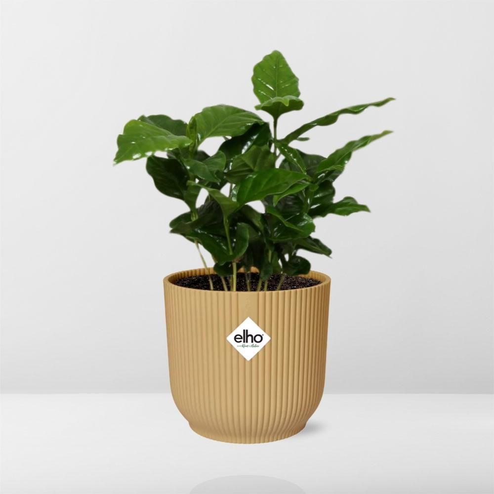 Coffea Arabica Zimmerpflanze im ELHO Vibes Fold Übertopf